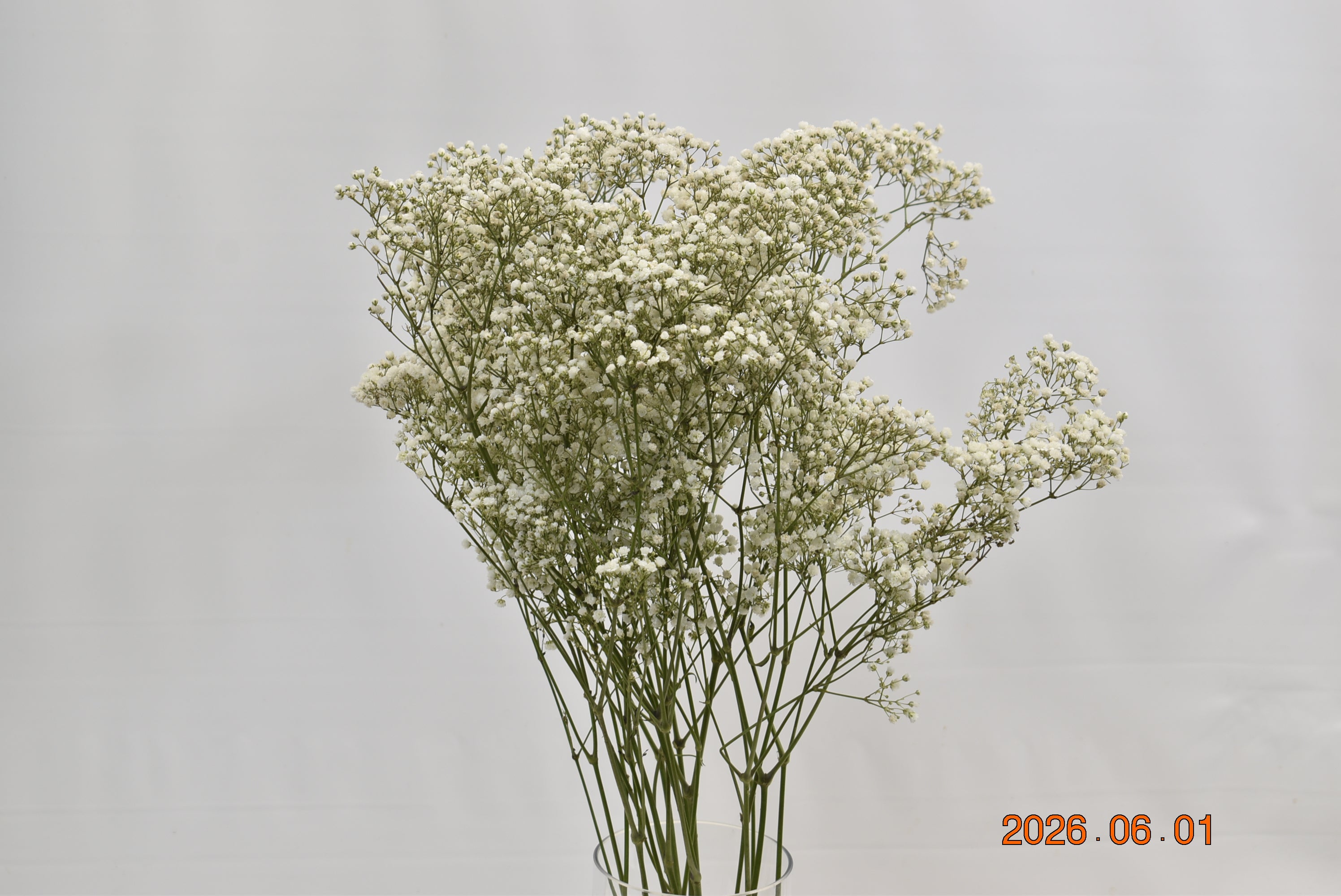 GYPSOPHILA MILLION STAR 250g Large