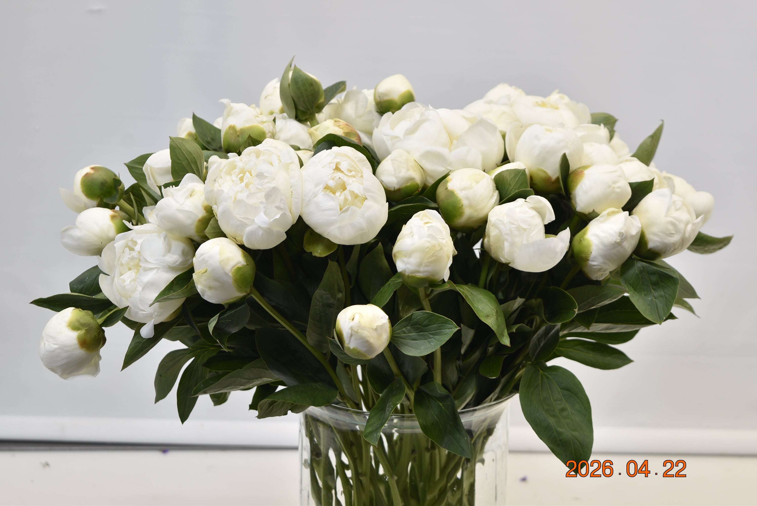 PEONY BRIDAL SHOWER Large