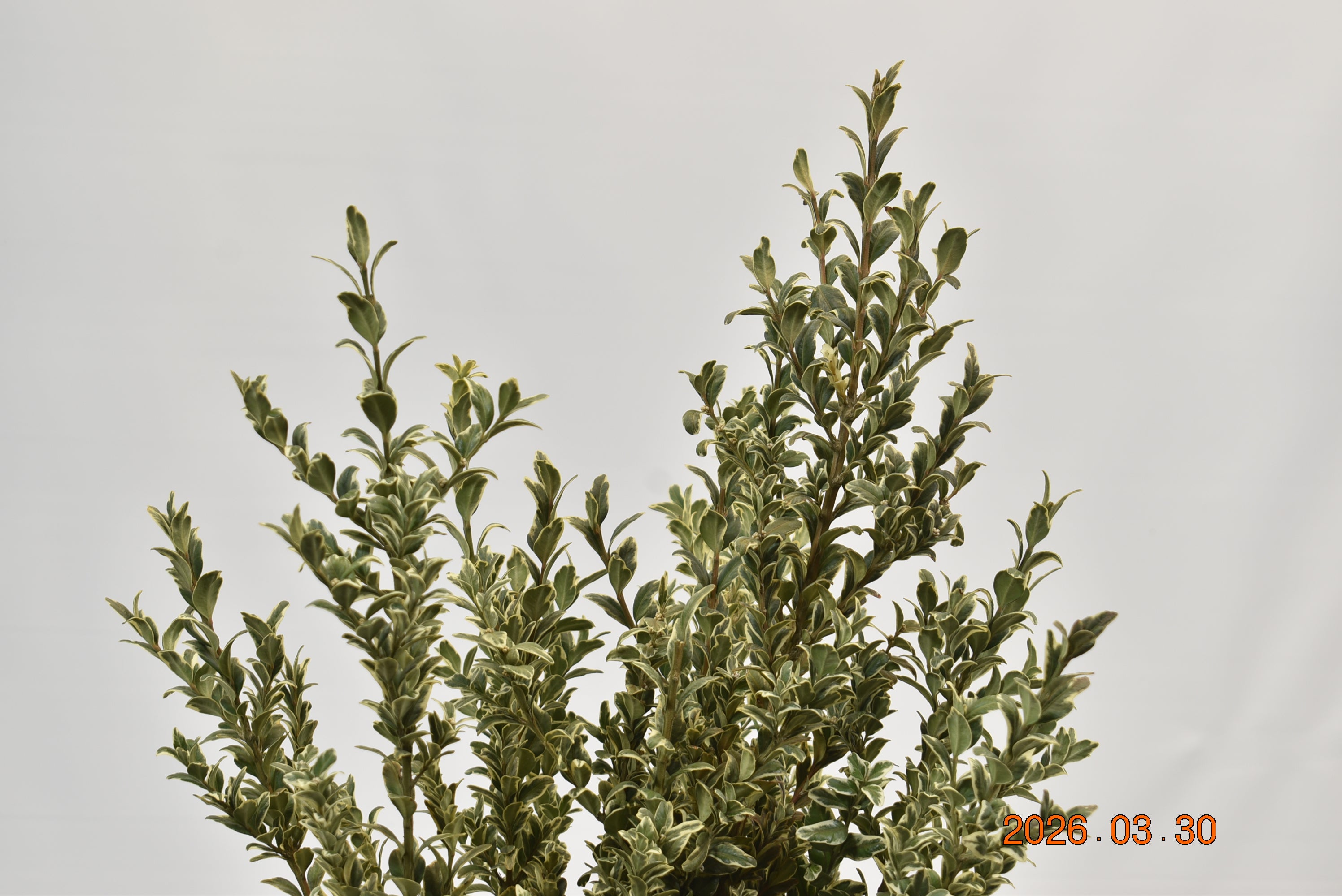 OREGONIA 500g Large