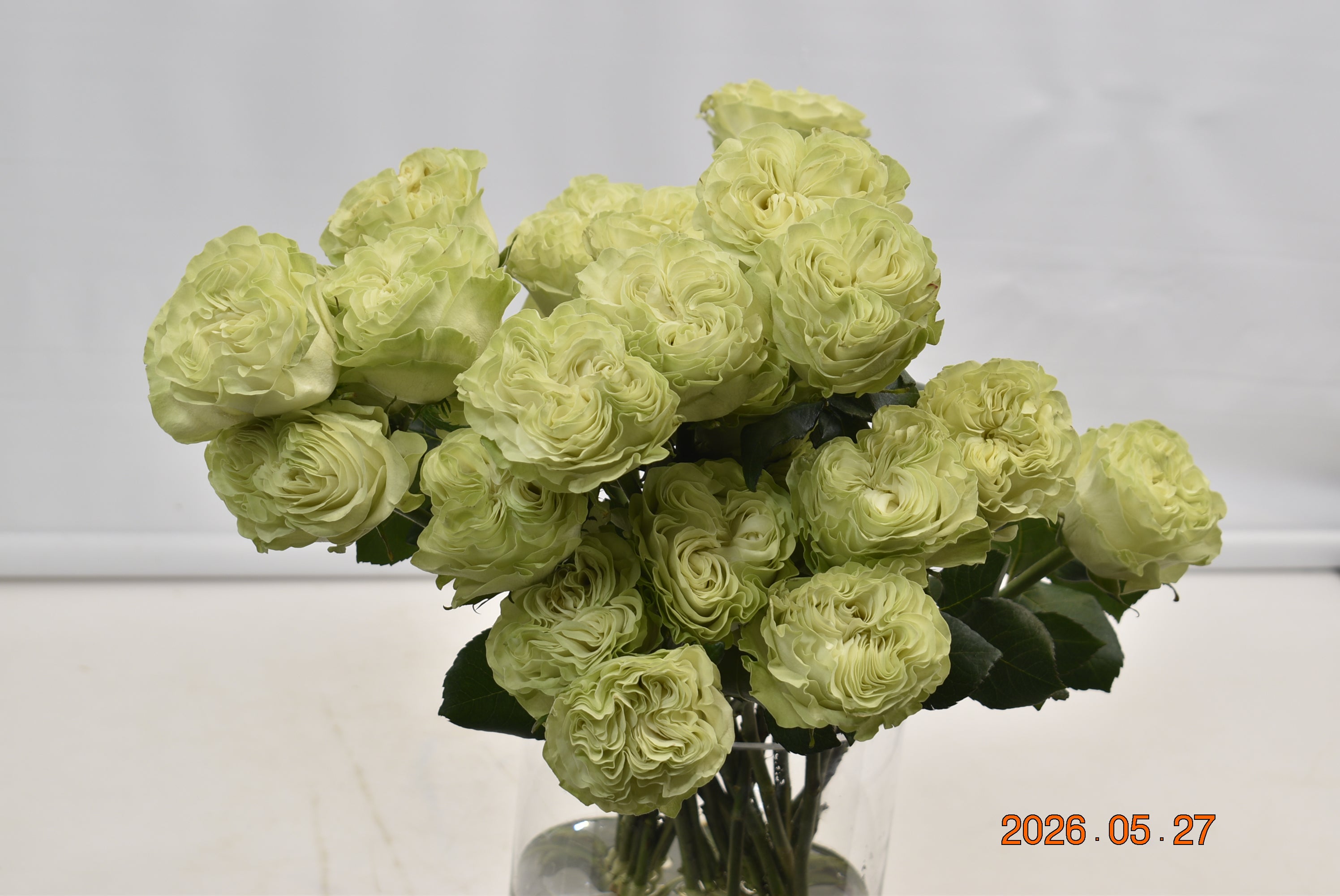 Rose Exotic Mint Large