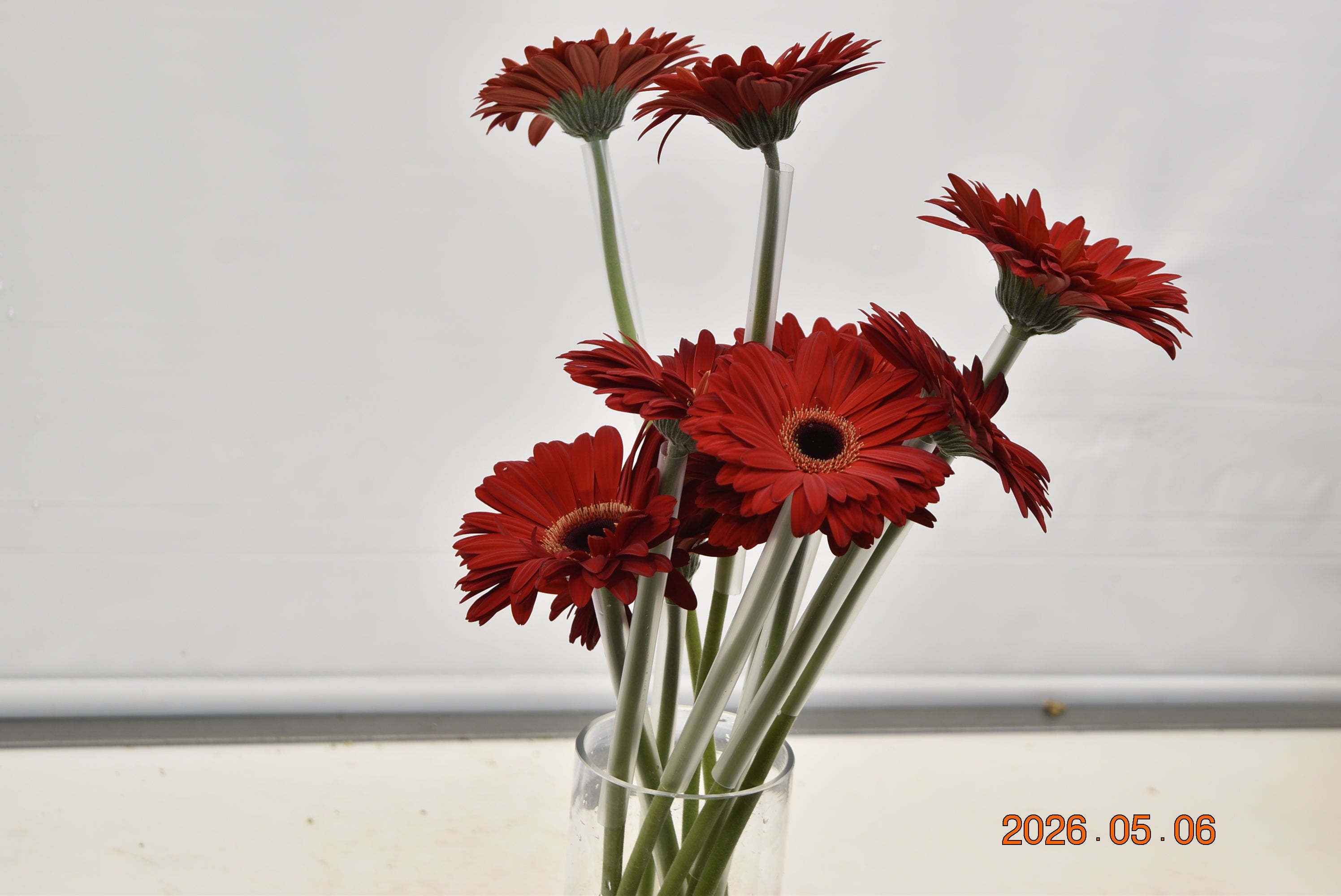 GERBERA DARLING Large