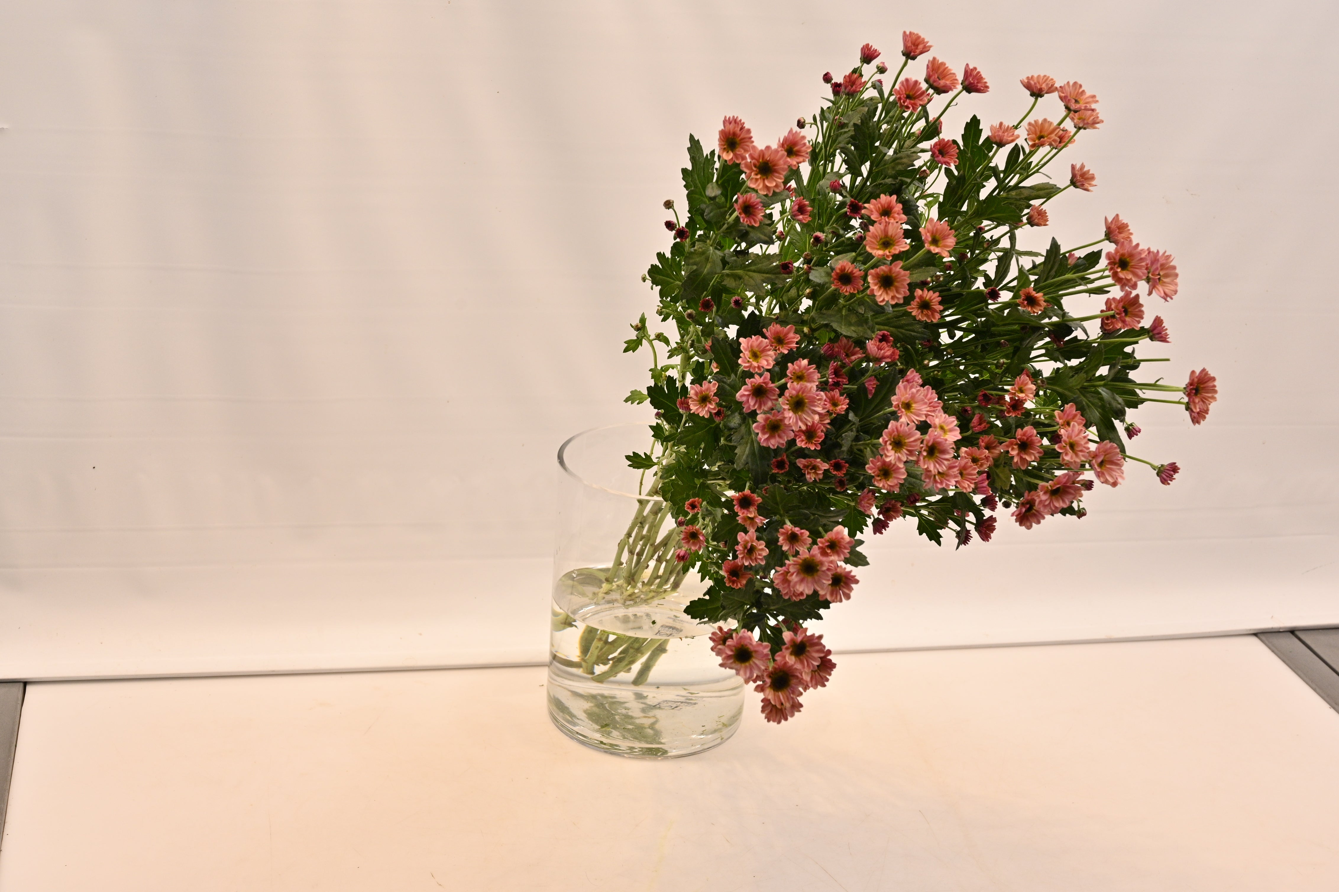 CHRYSANTHEMUM VYKING ORANGE Large