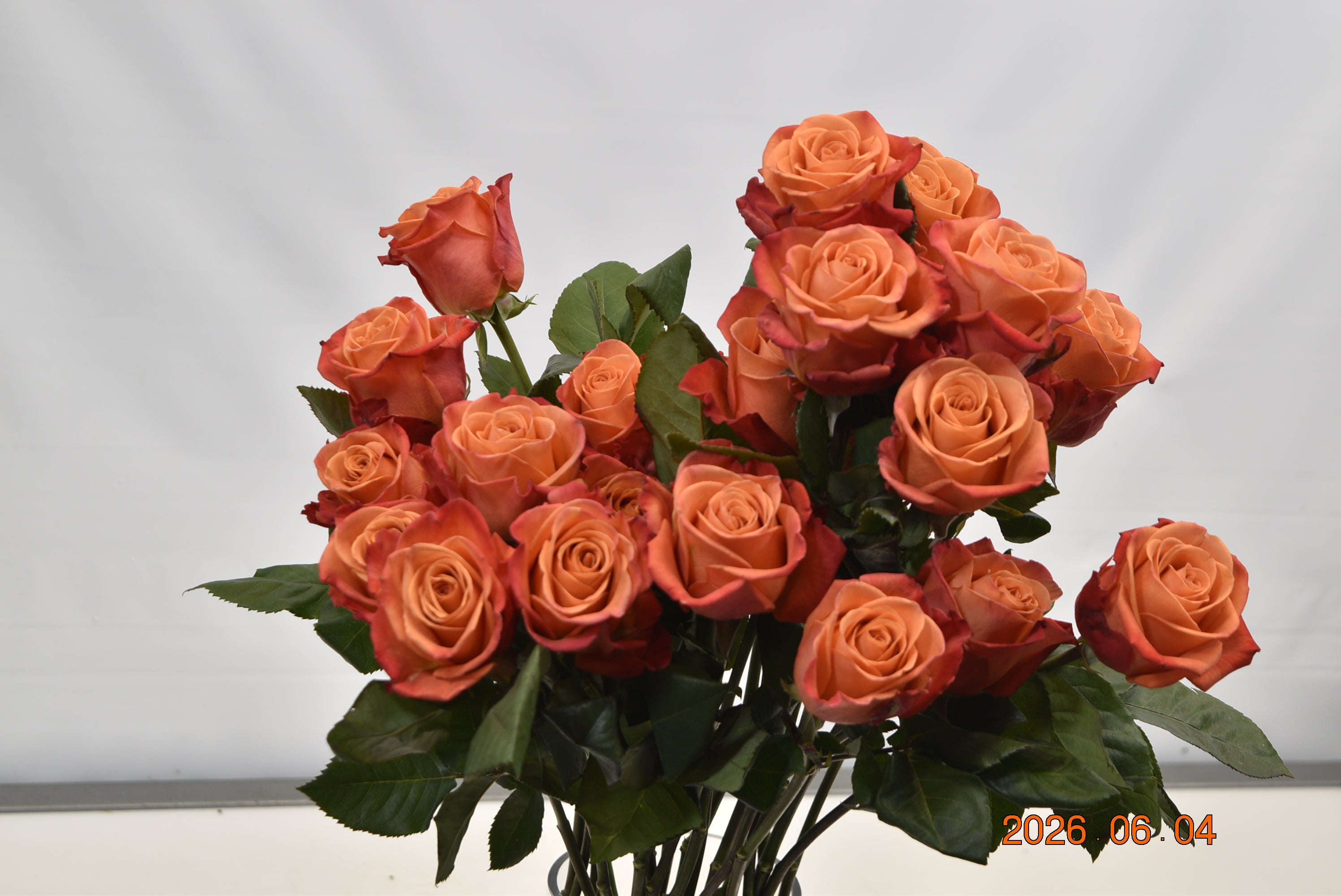 ROSE ORANGE CRUSH Large