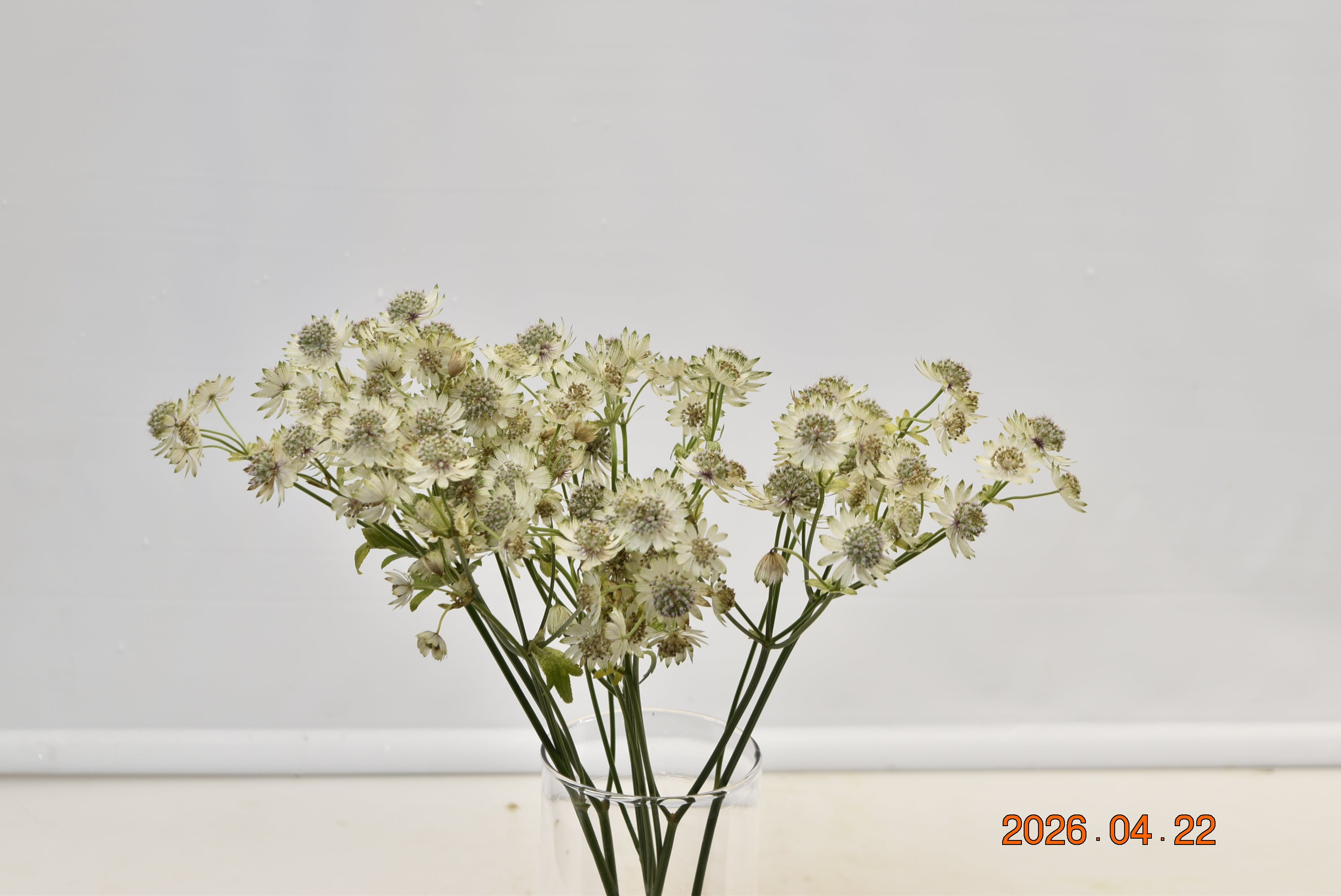 ASTRANTIA MILLION STAR Large
