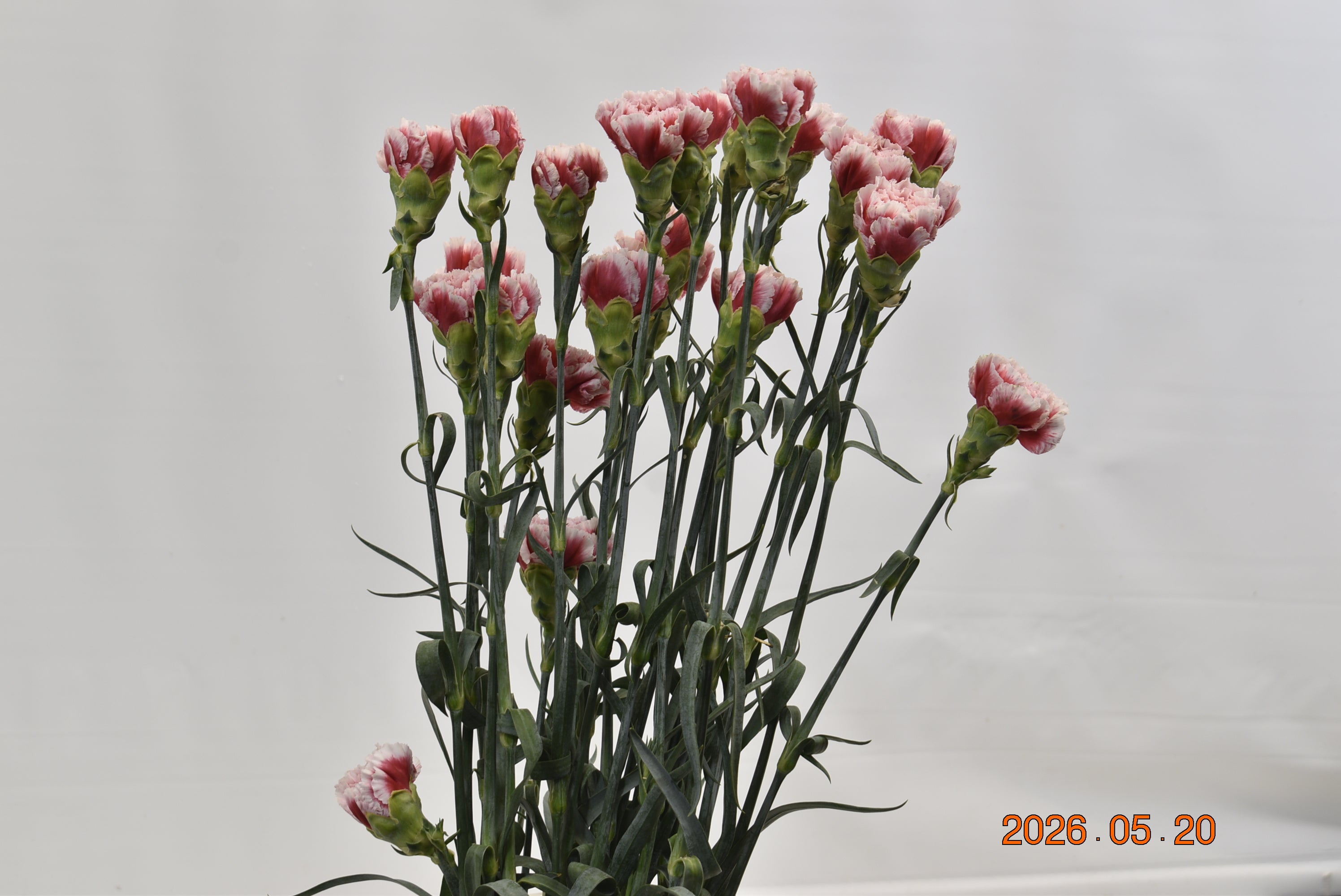 Carnation Frontera Large