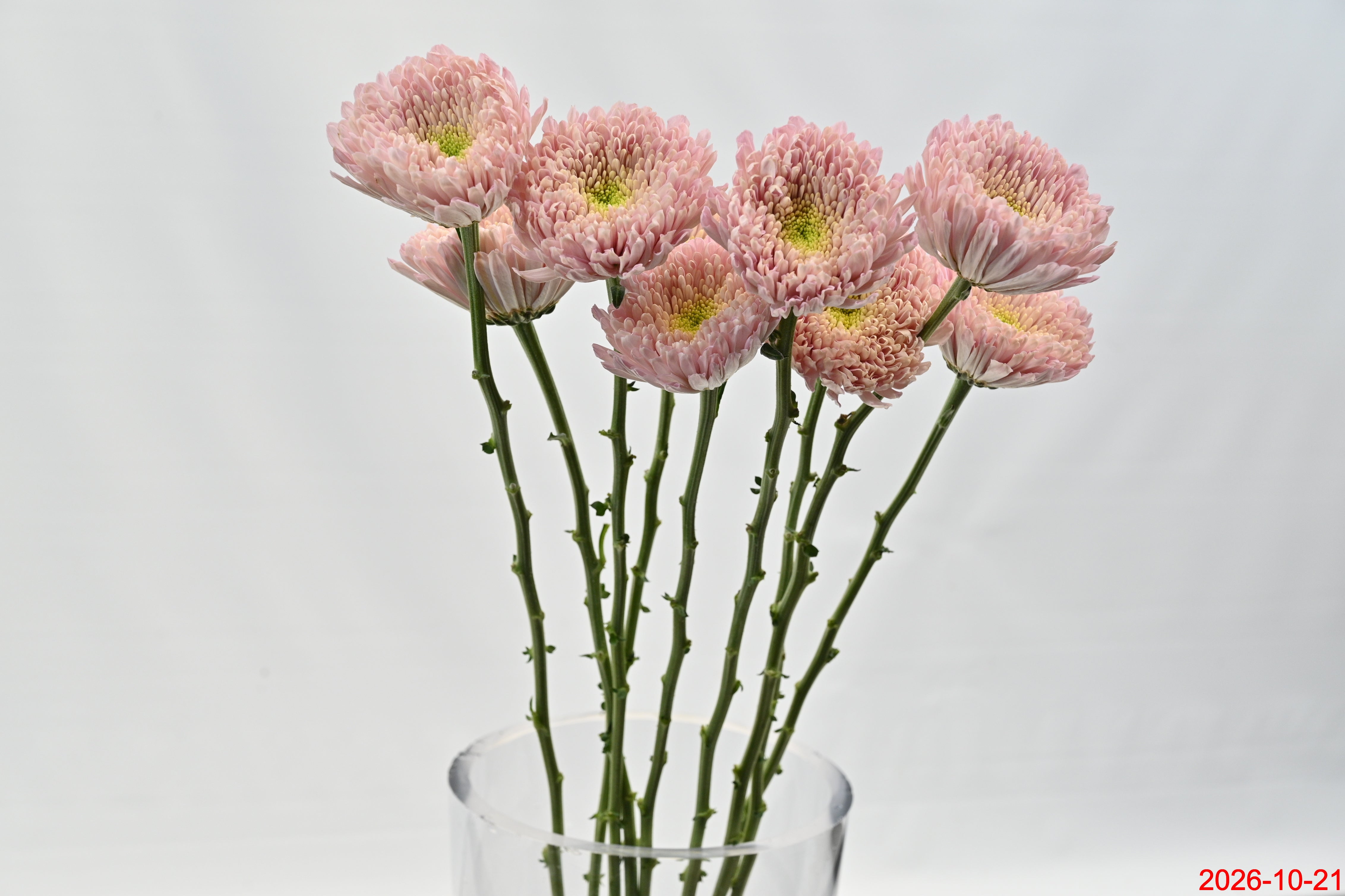 CREMONE EMPRESS PINK Large