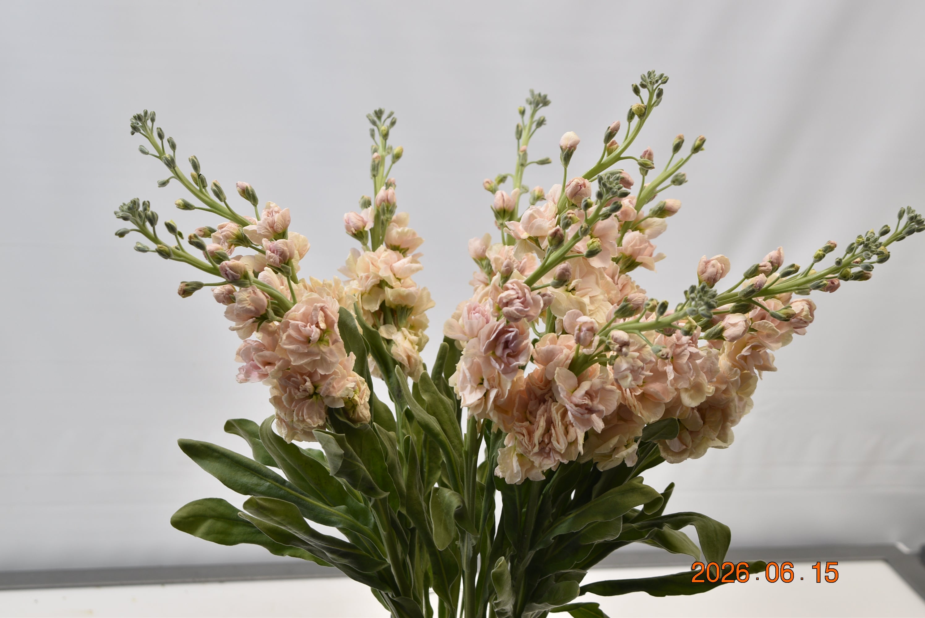 STOCK PEACH Large