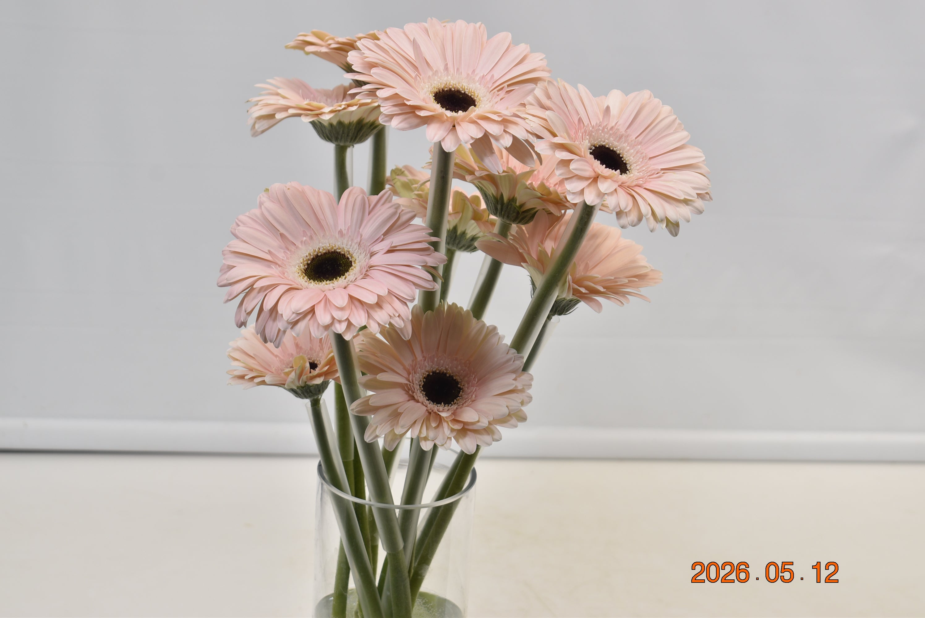 Gerbera Dulcie Large