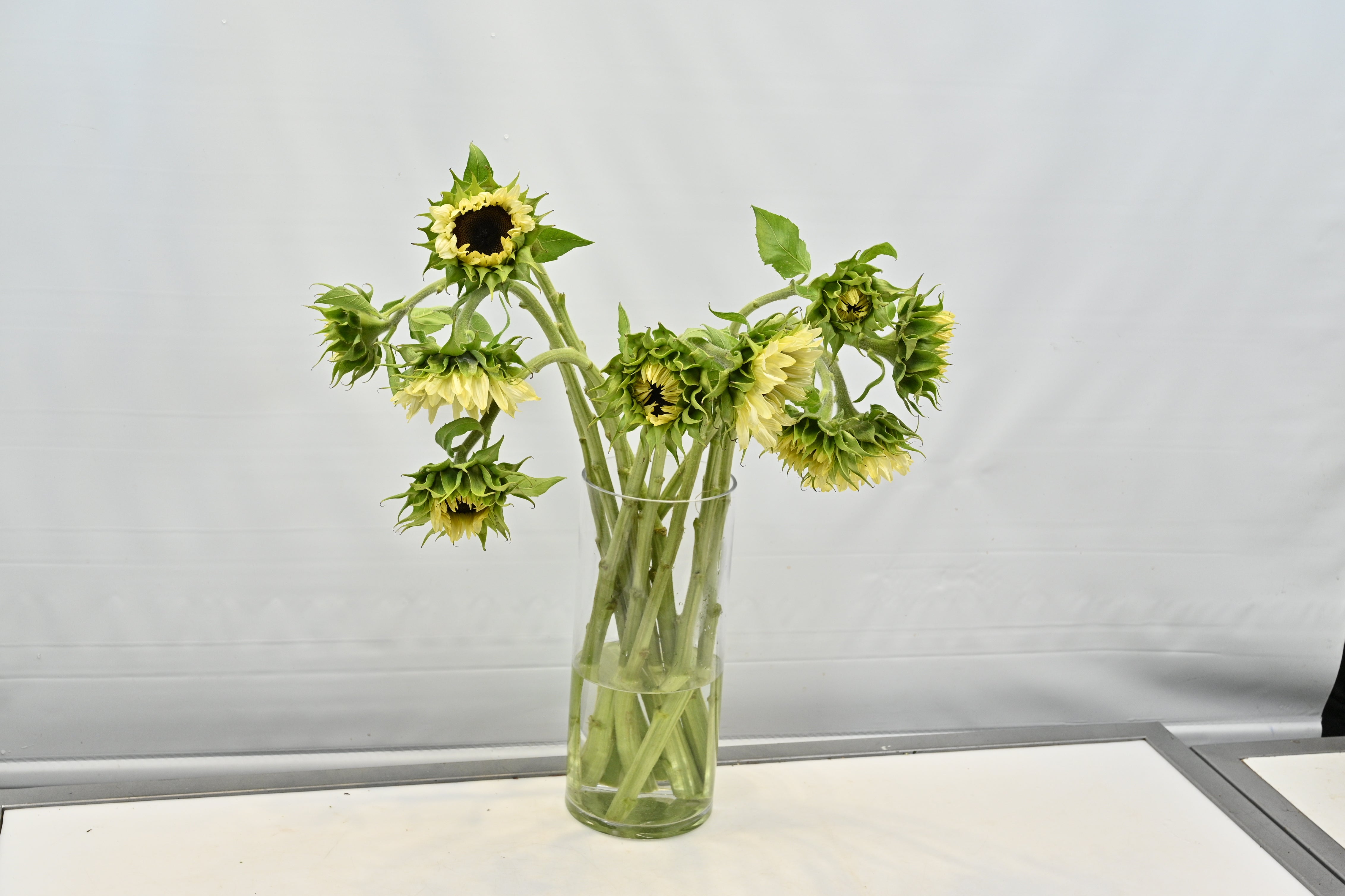 Sunflower White Nite Large