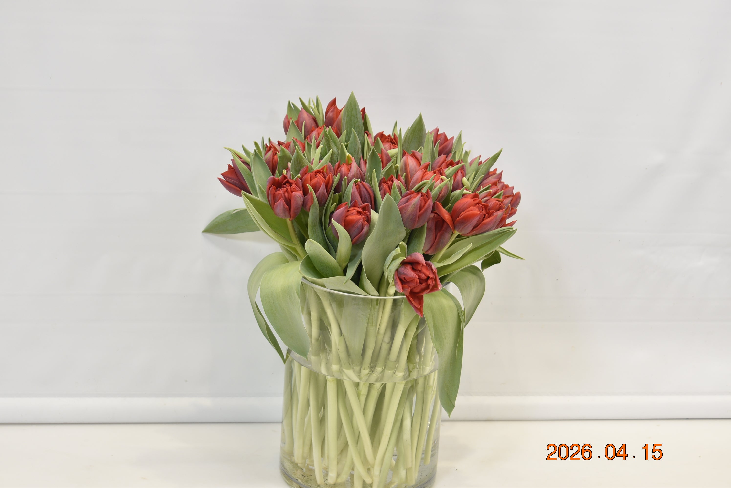 TULIP DOUBLE RED PRINCESS Large