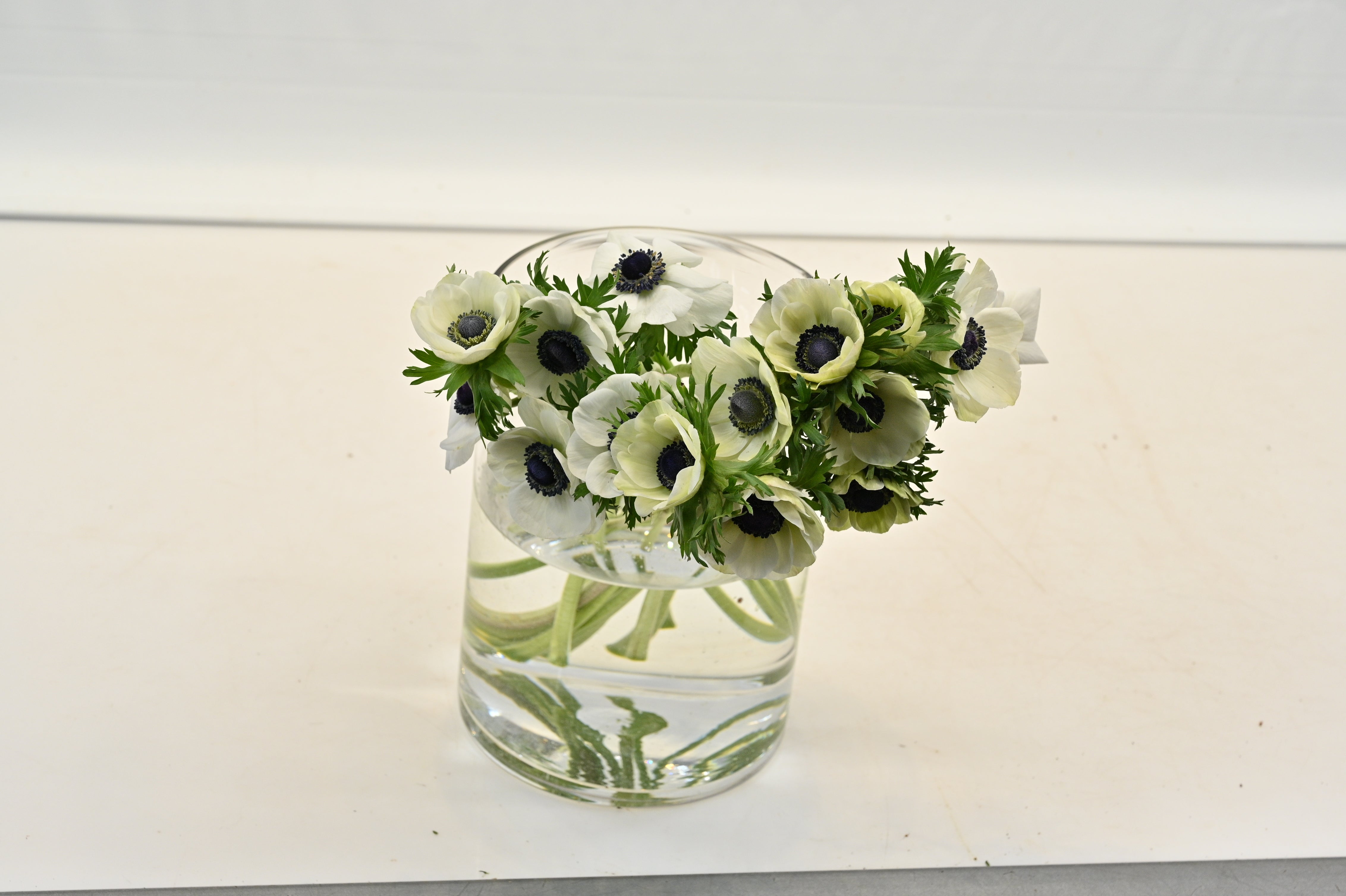 ANEMONE WHITE Large