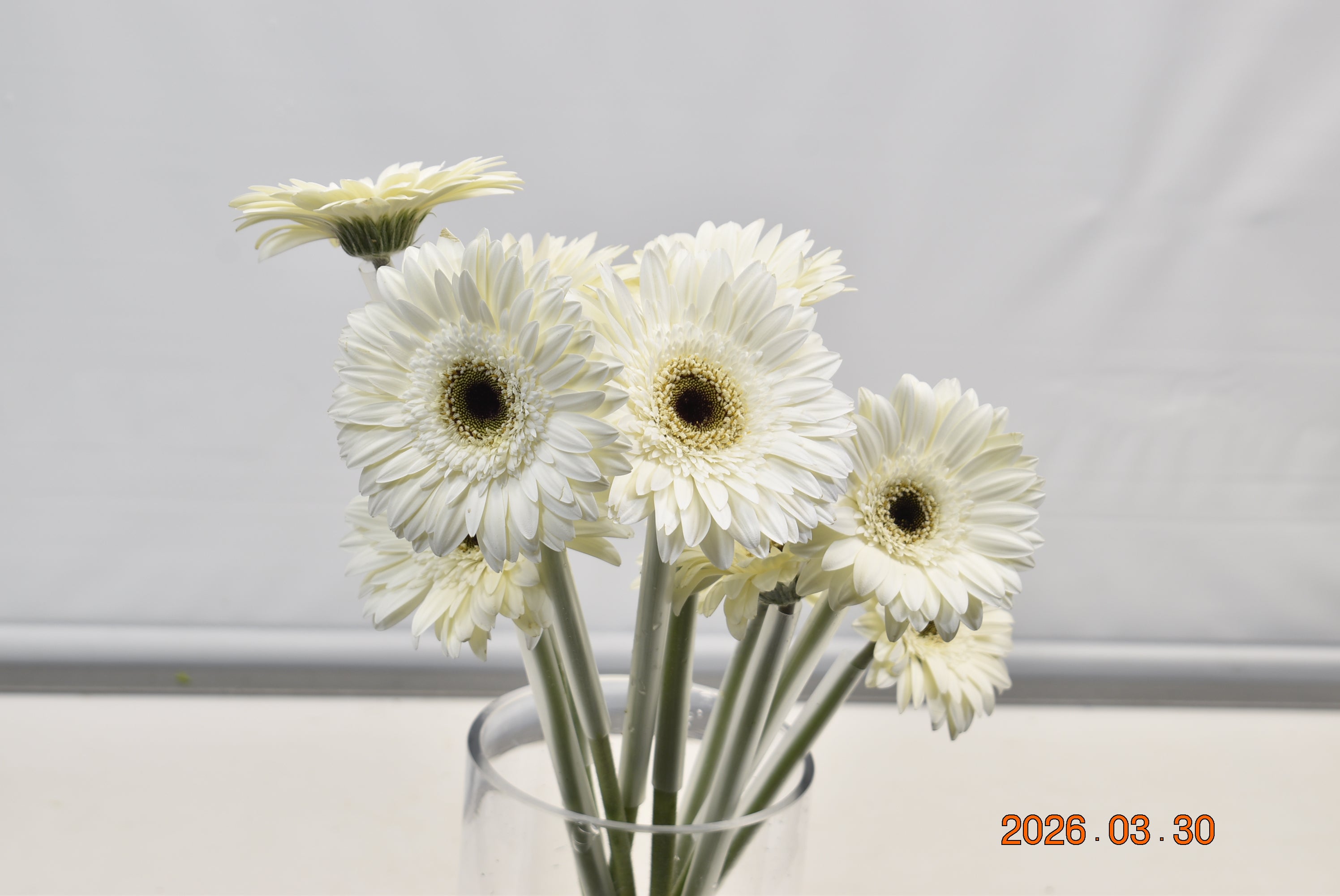 Gerbera Orca Large