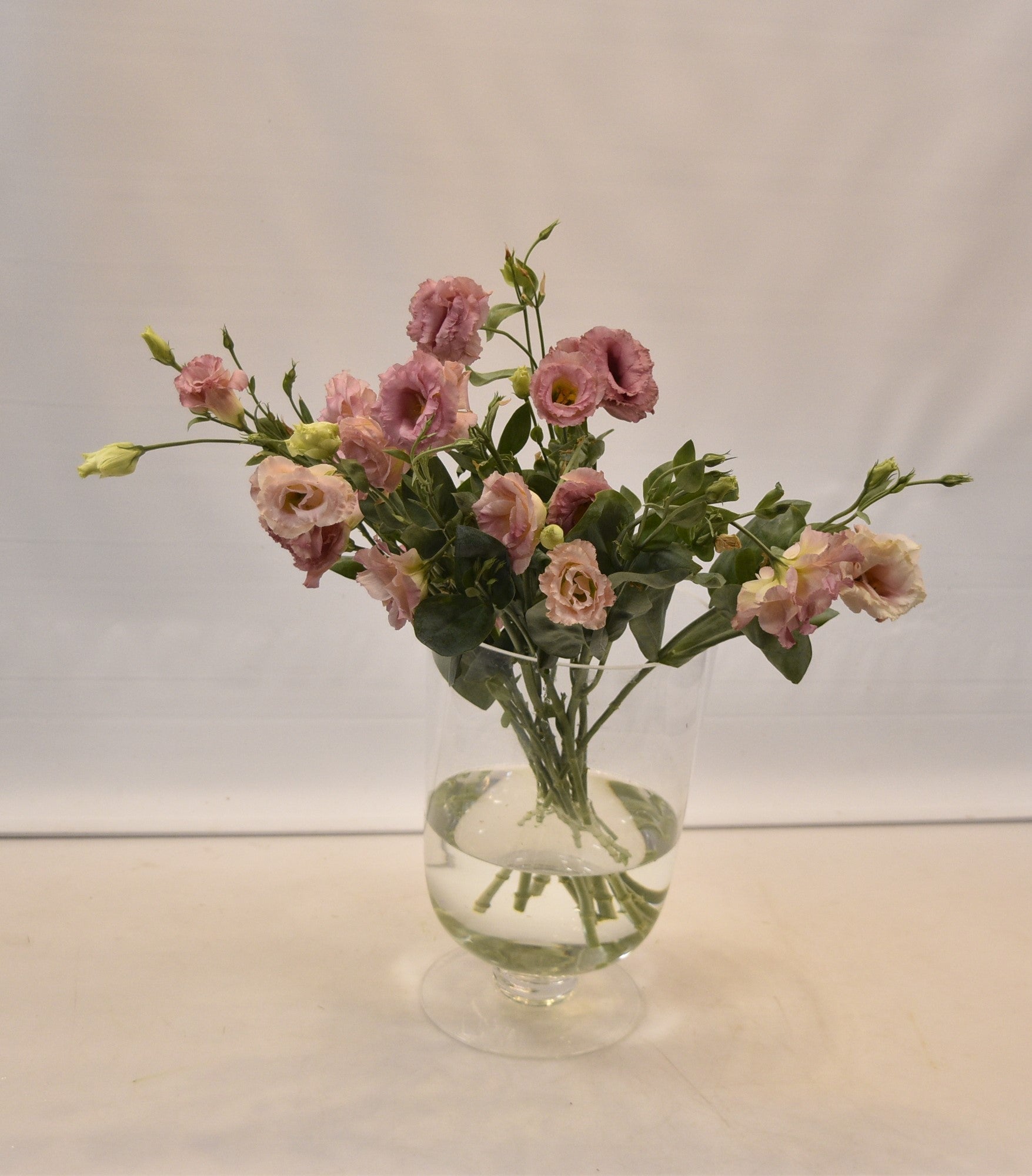 Lisianthus Dbl Alissa Champagne Large