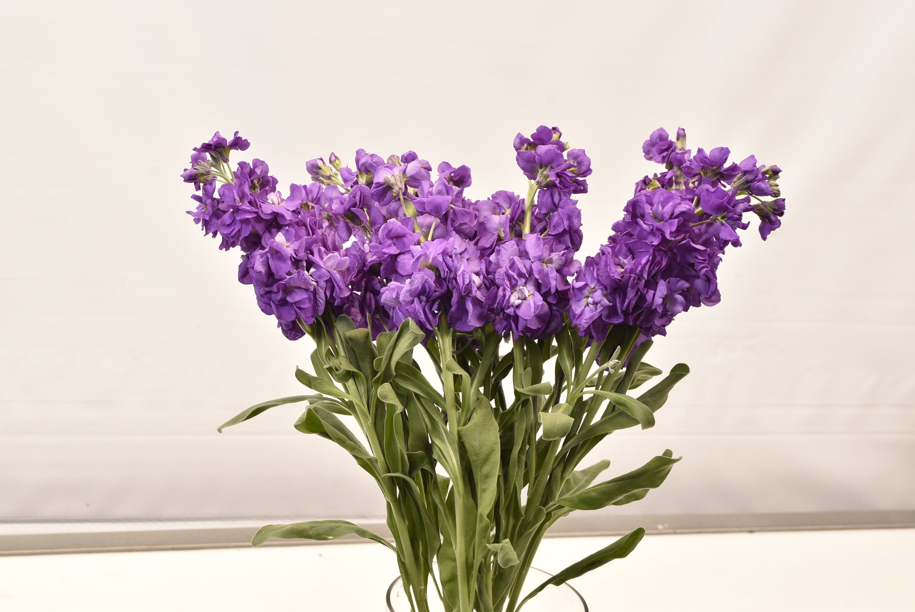 STOCK PURPLE Large