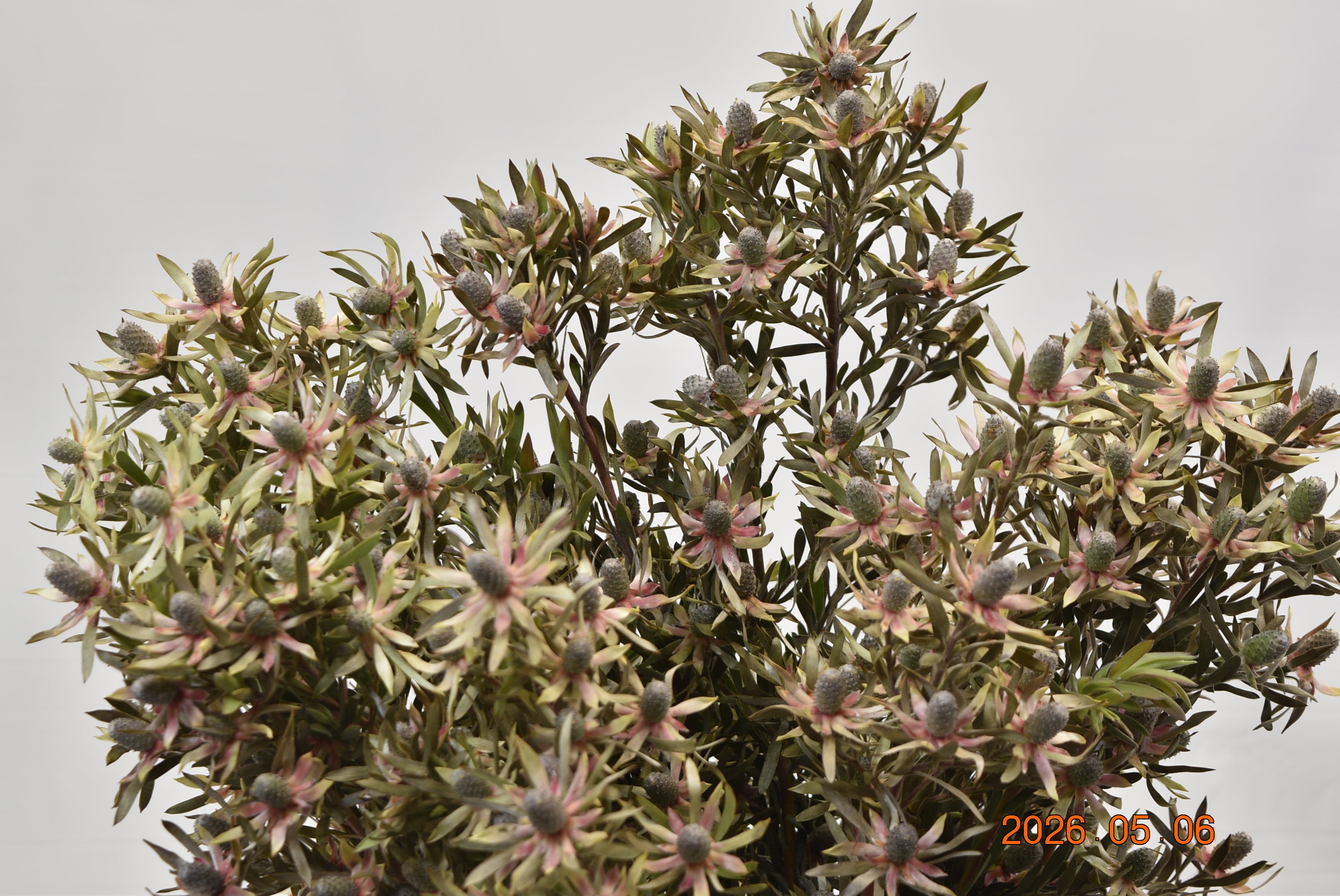 LEUCADENDRON AYOBA BLUSHED PEARL Large