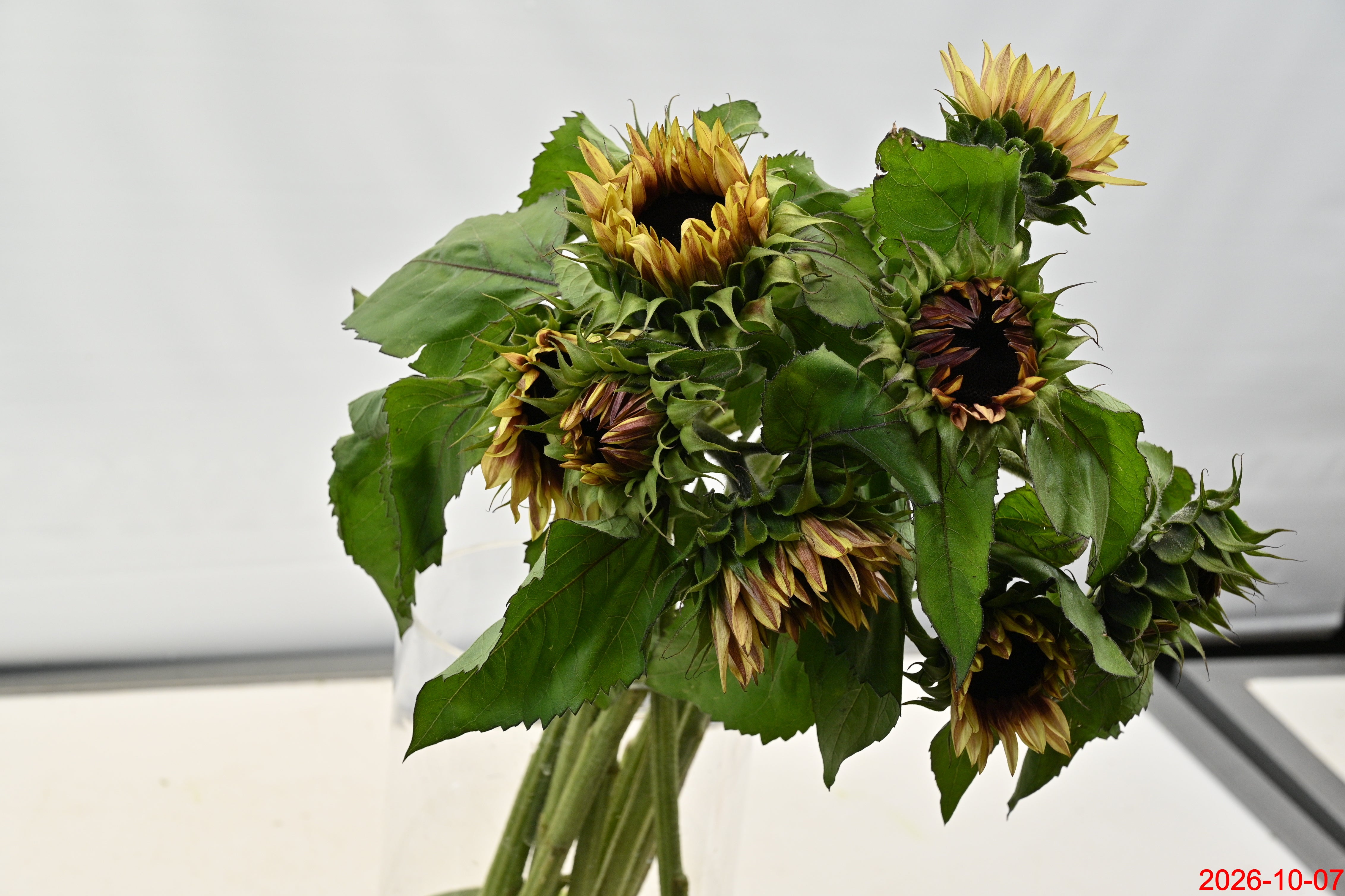 Sunflower Procut Plum Large