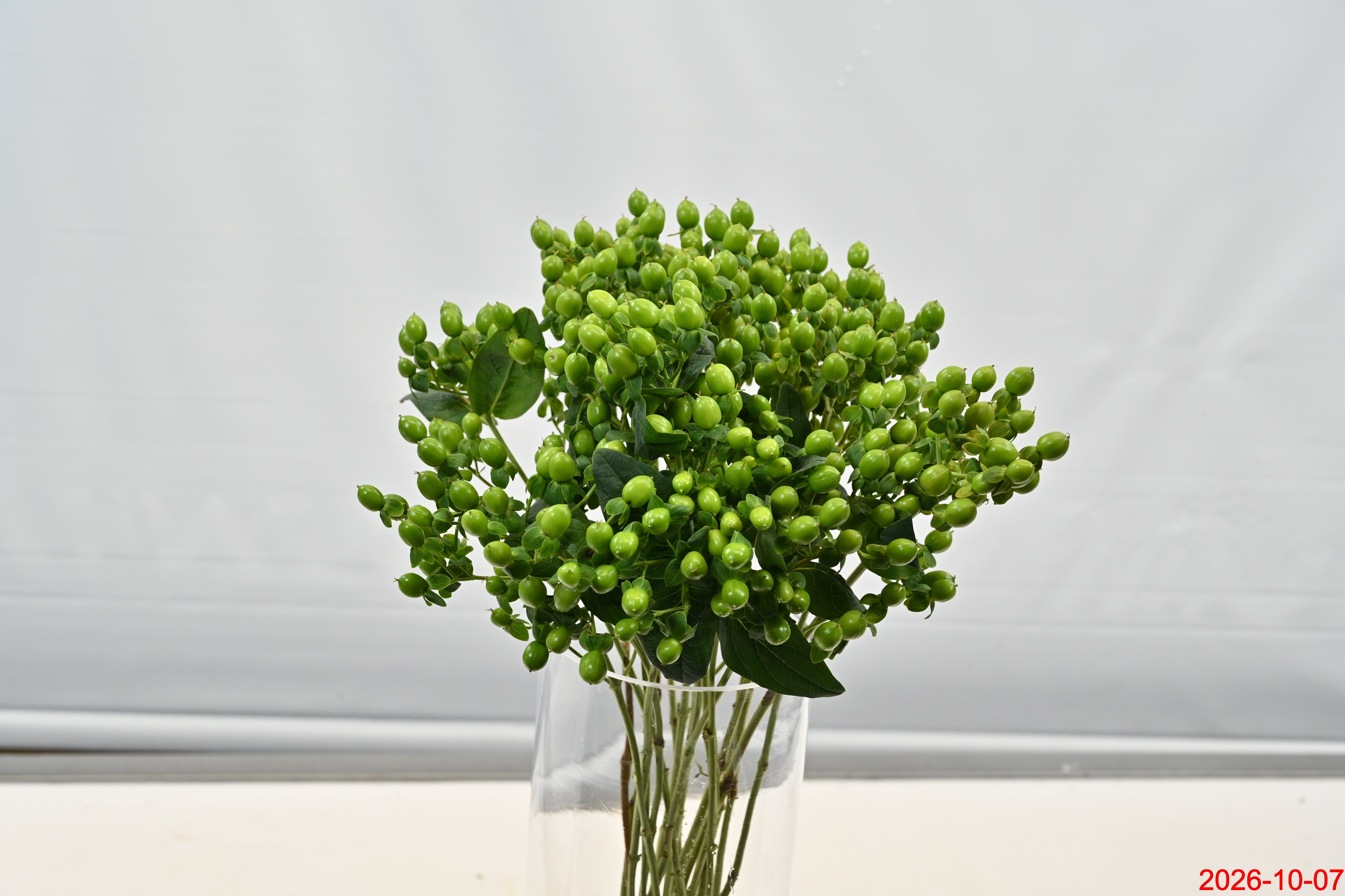 HYPERICUM JUNGLE ROMANCE Large