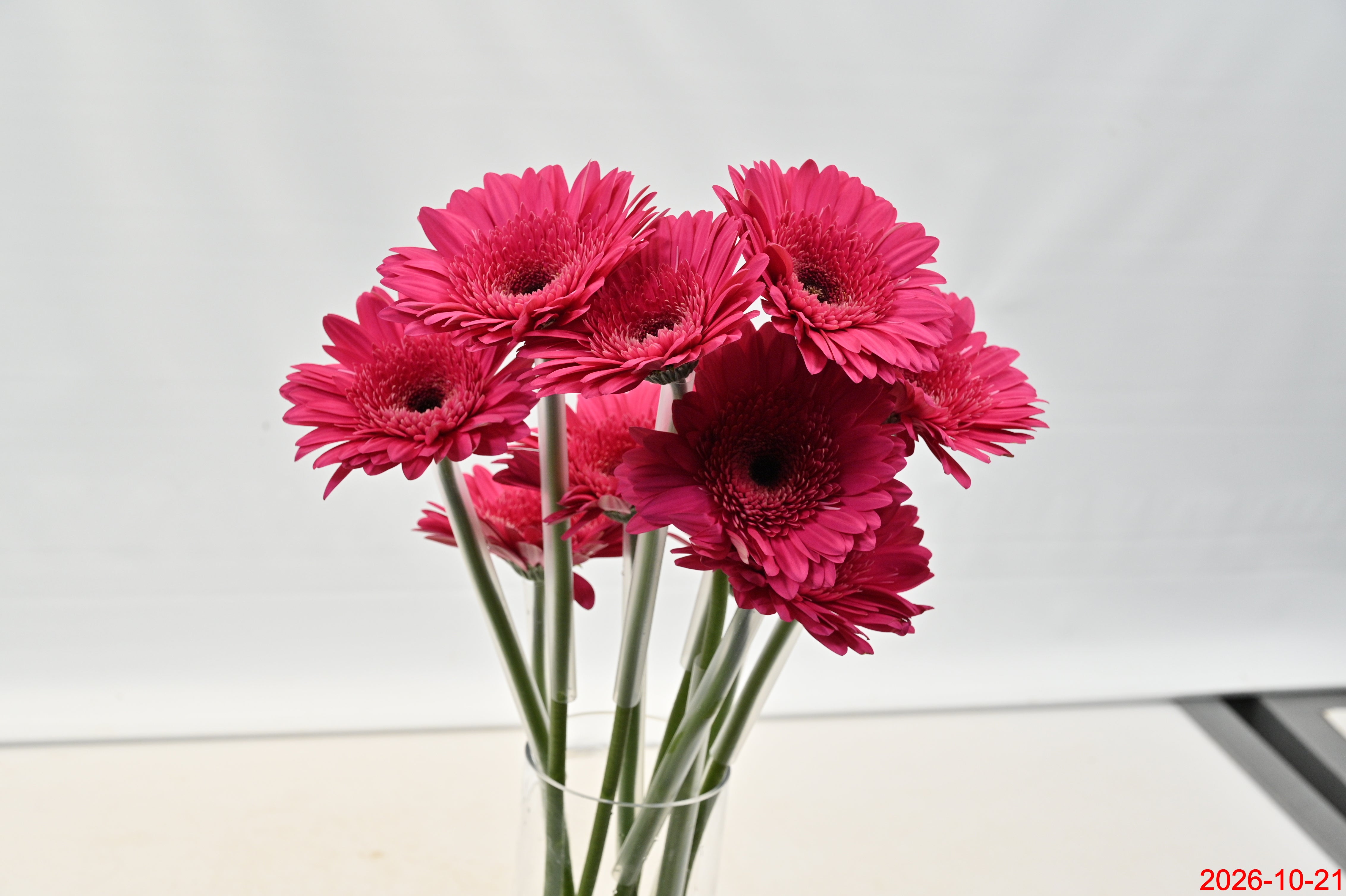 GERBERA ARCADE Large