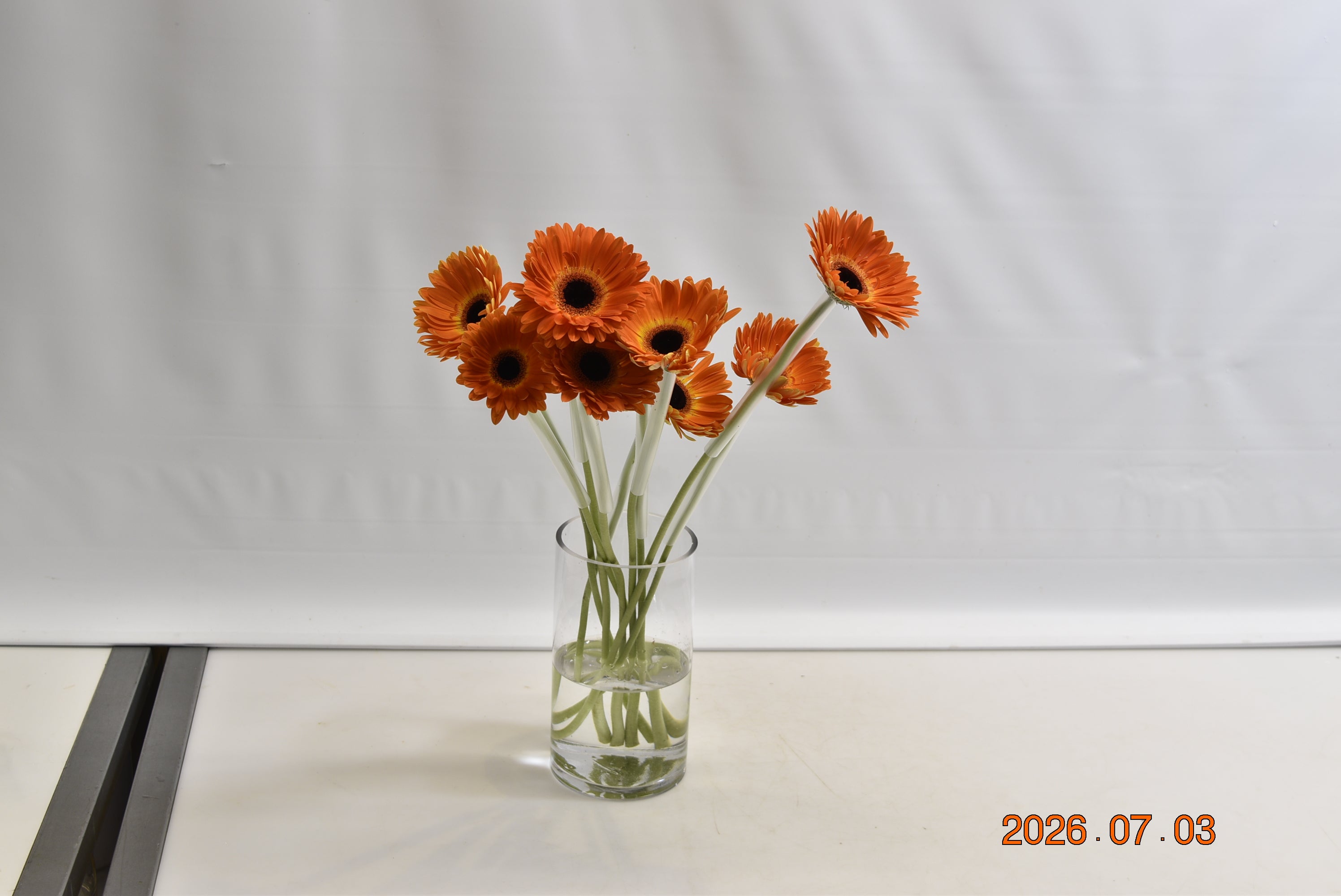 GERBERA MEDINA Large
