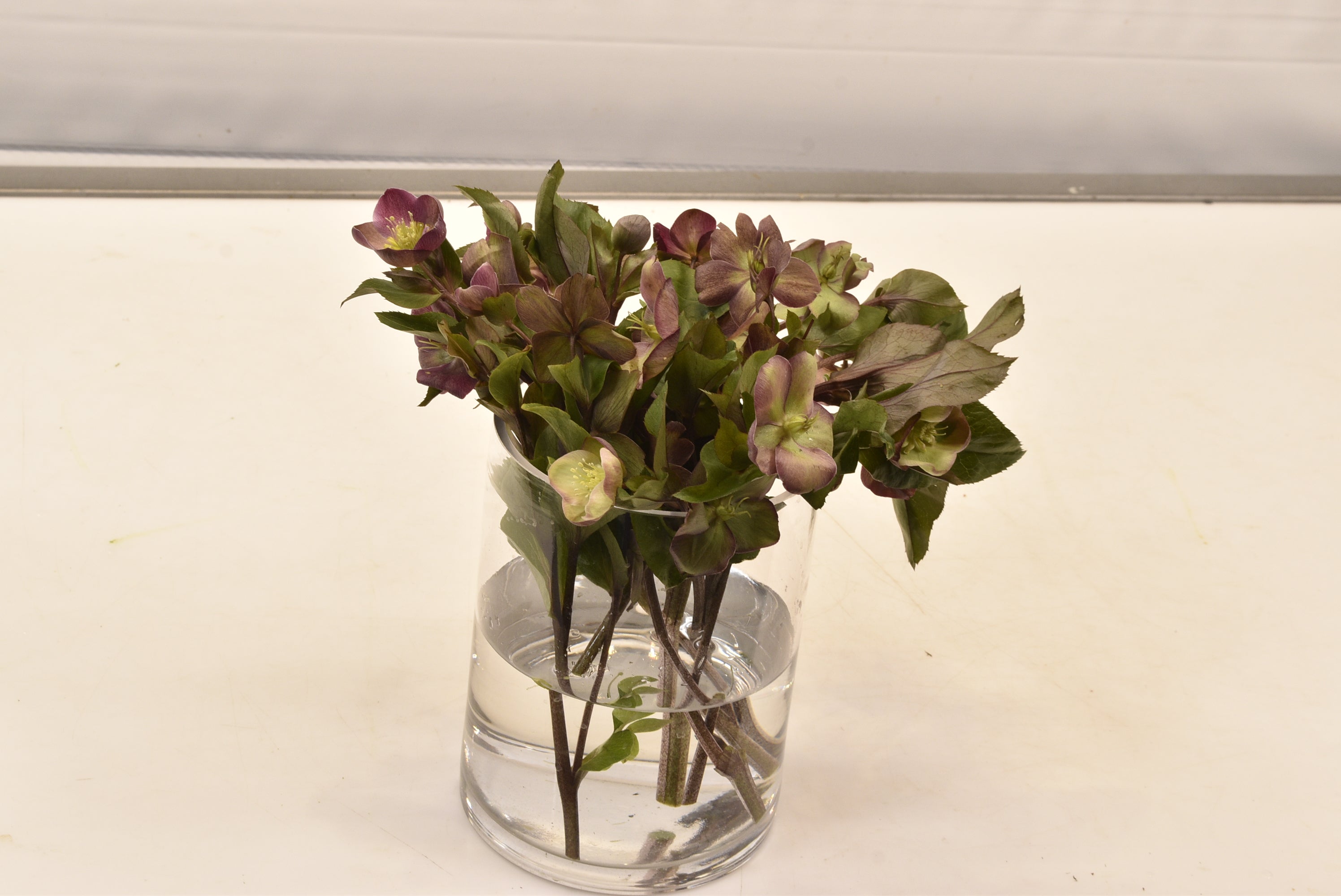 Helleborus Classic Grace Large