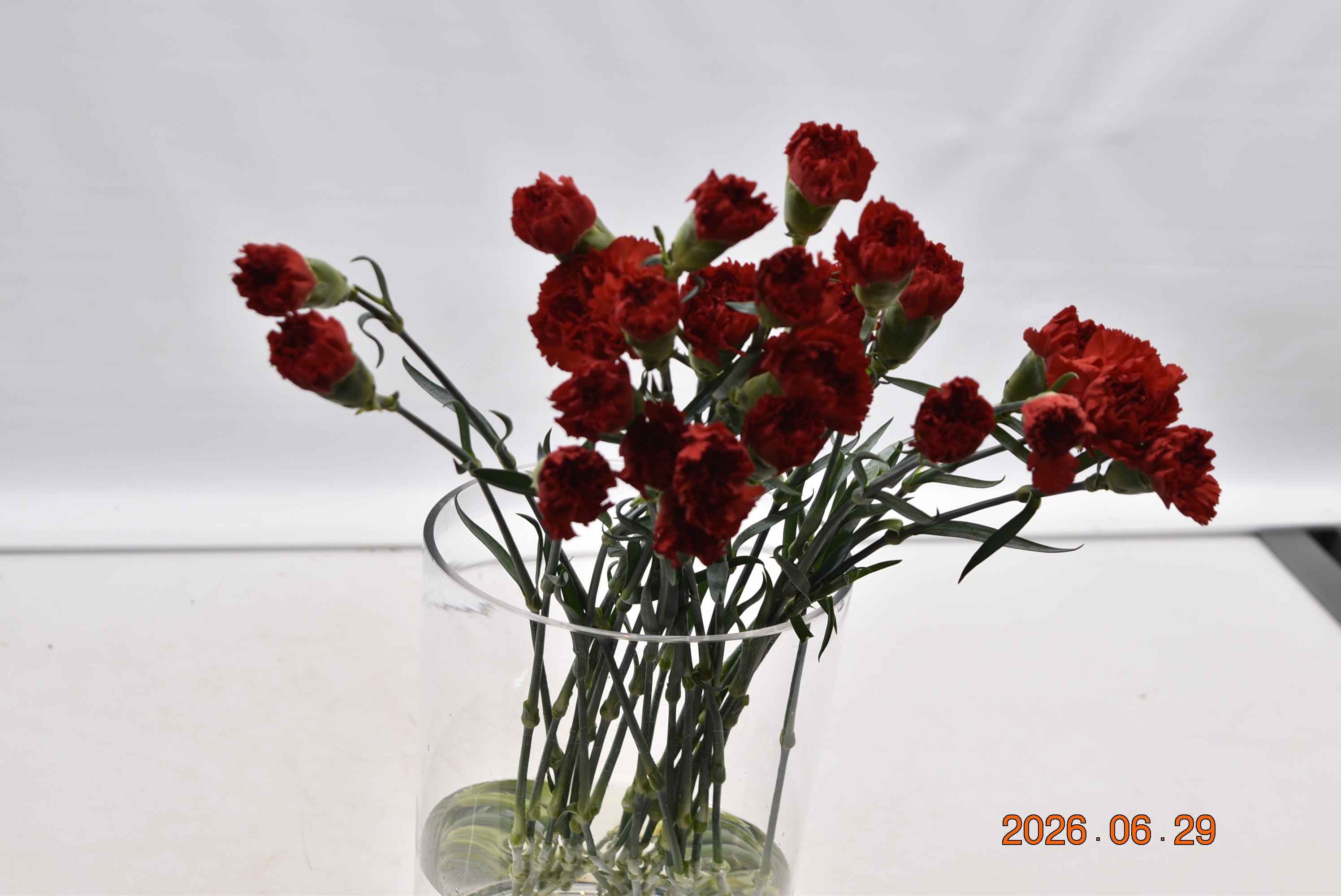 CARNATION DON PEDRO Large