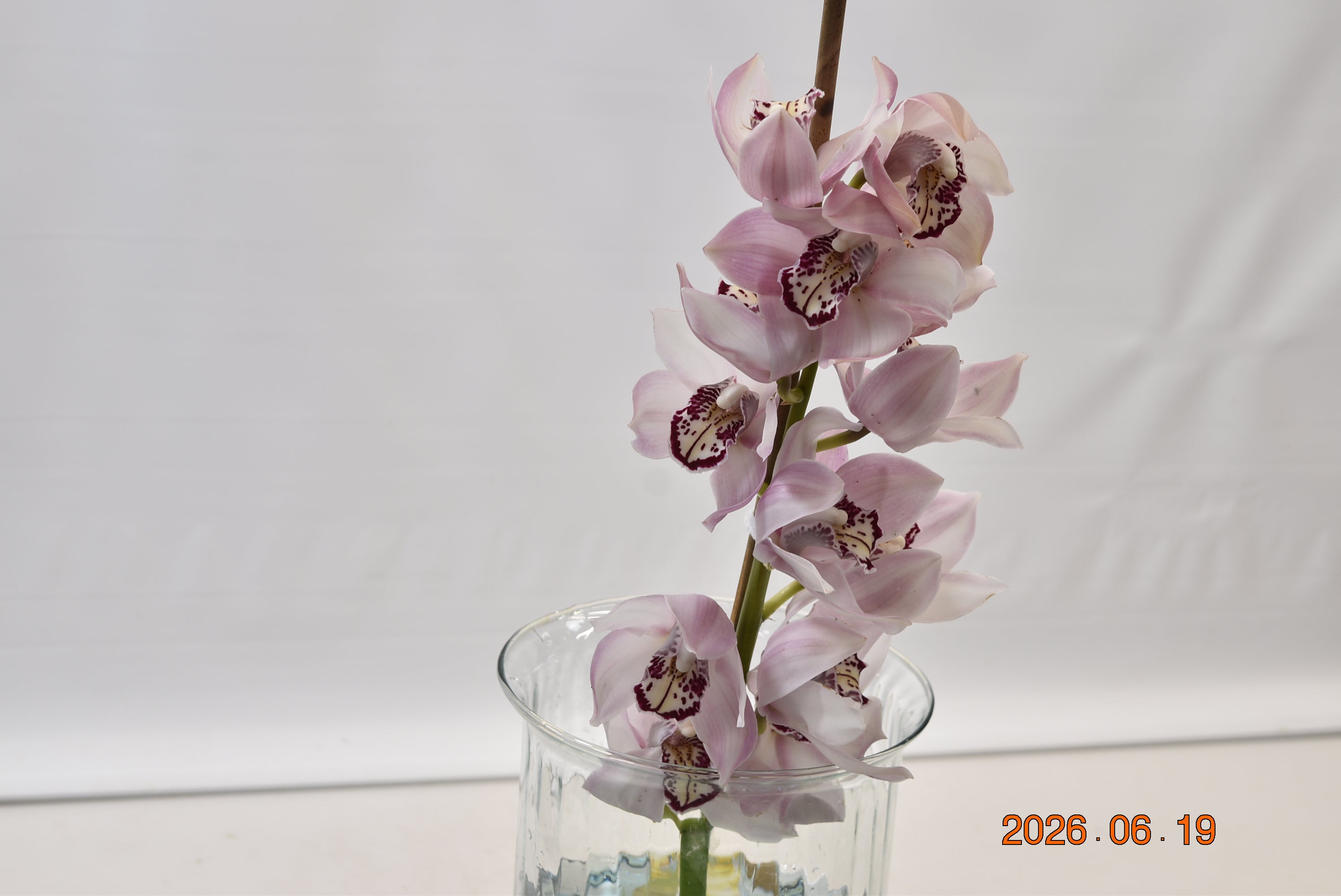 CYMBIDIUM PINK PER BLOOM Large
