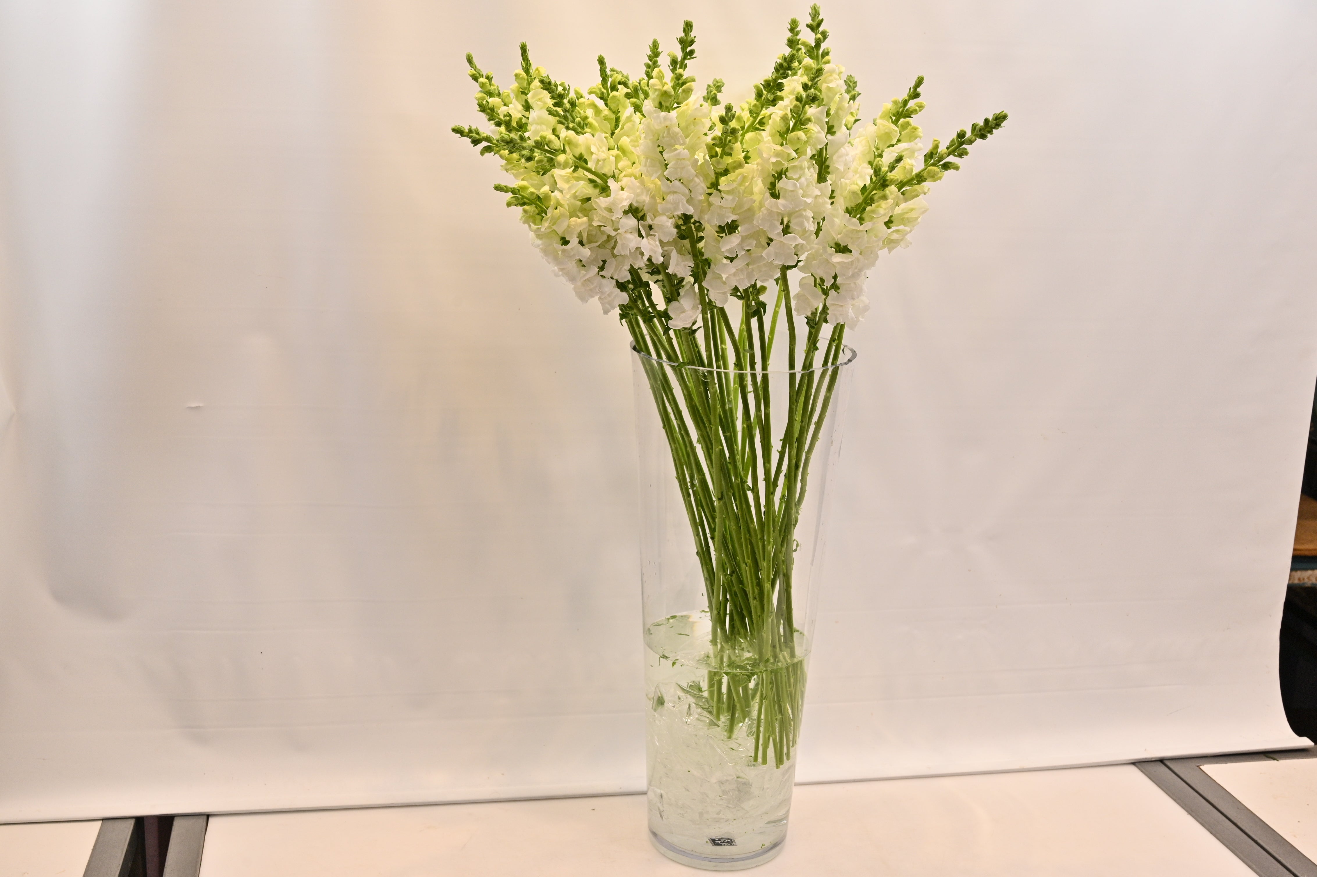 SNAPDRAGON WHITE Large