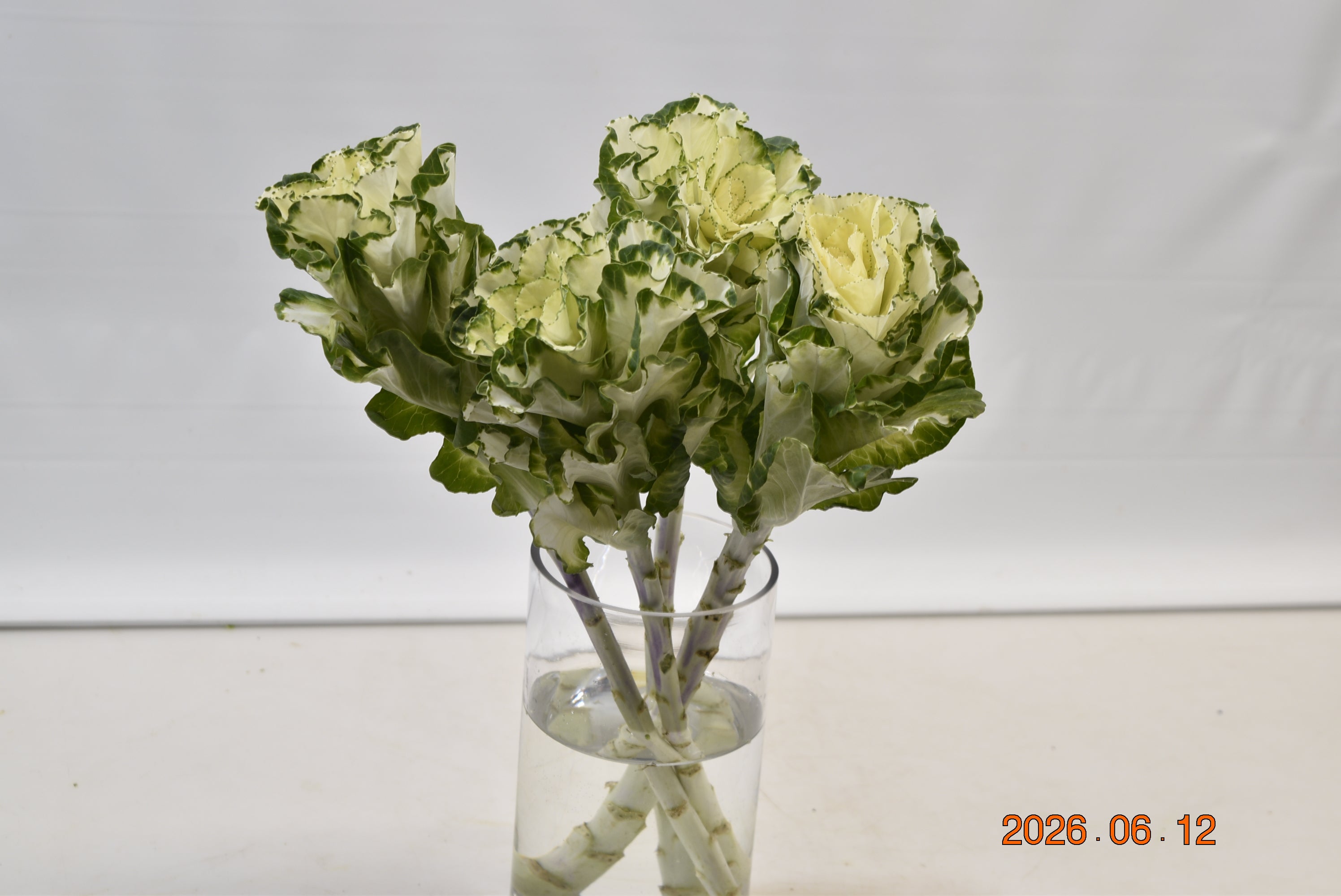 KALE WHITE Large