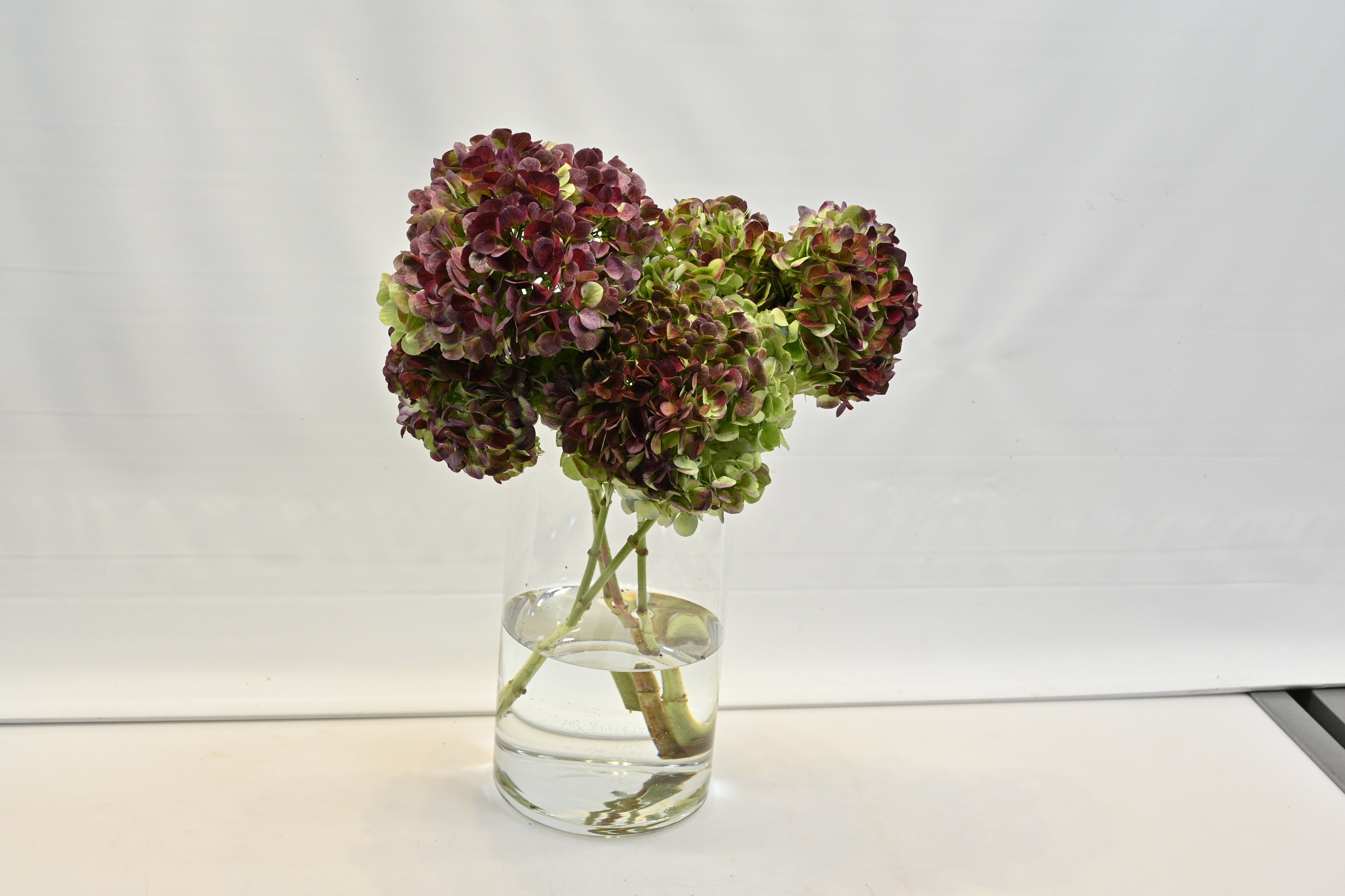 Hydrangea Antique Red Large