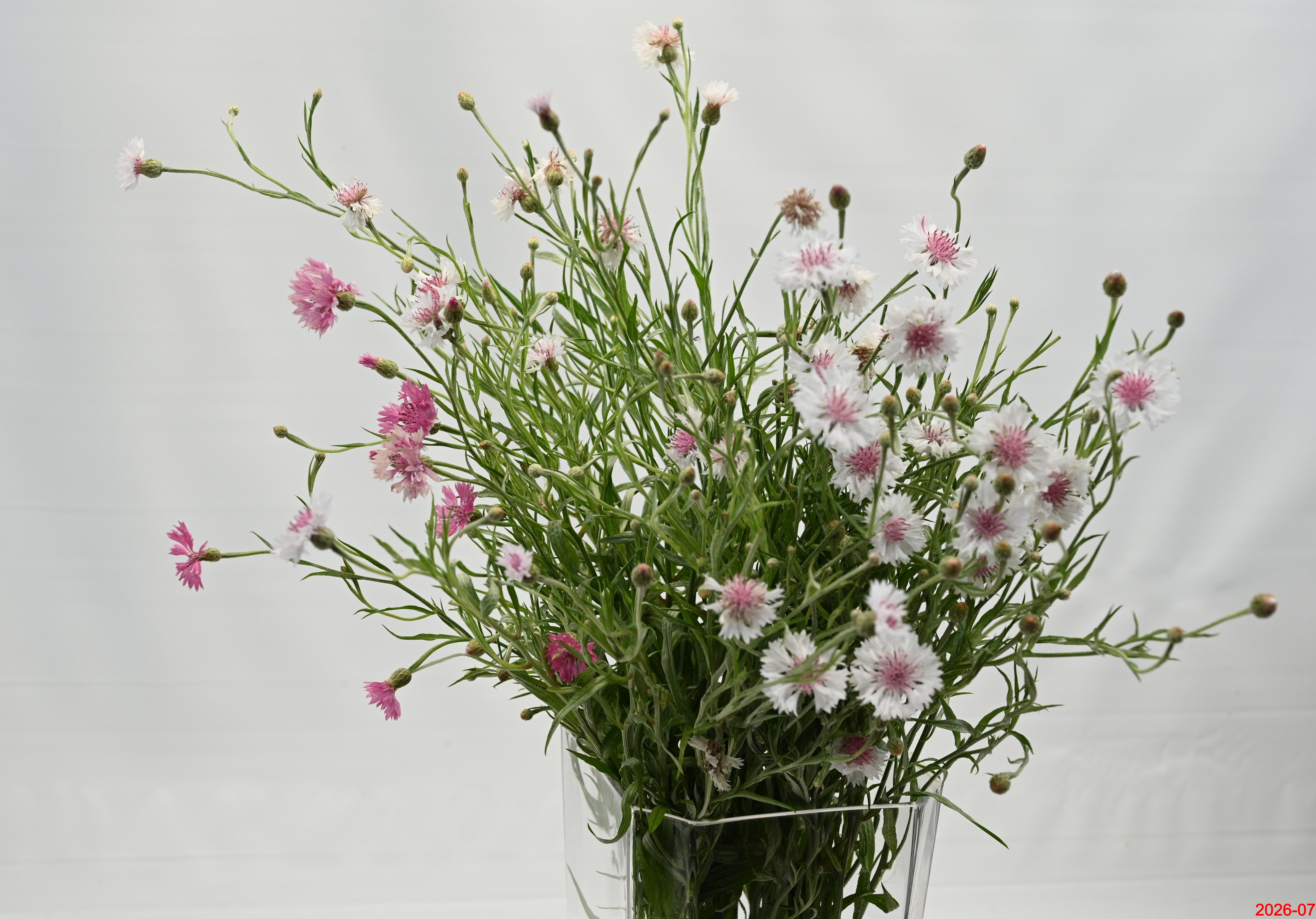 Centaurea Novelty Large