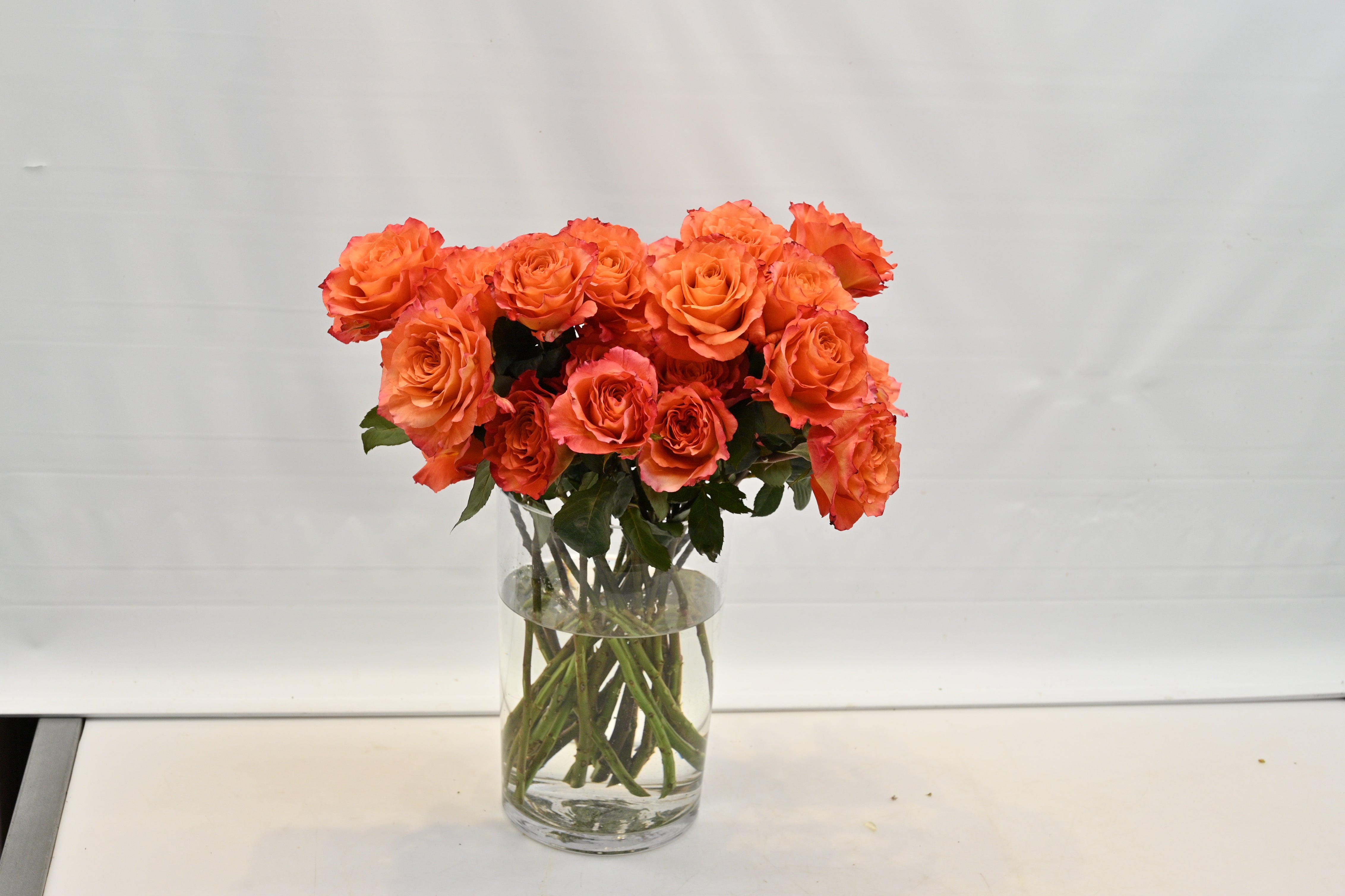 Rose Free Spirit Large