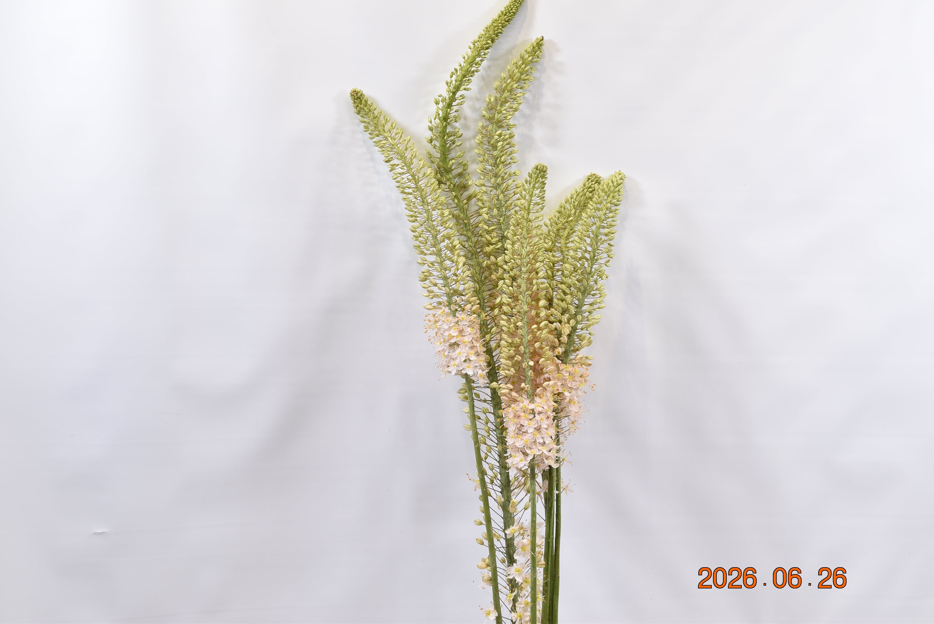 Eremurus Rebel Yellow Large