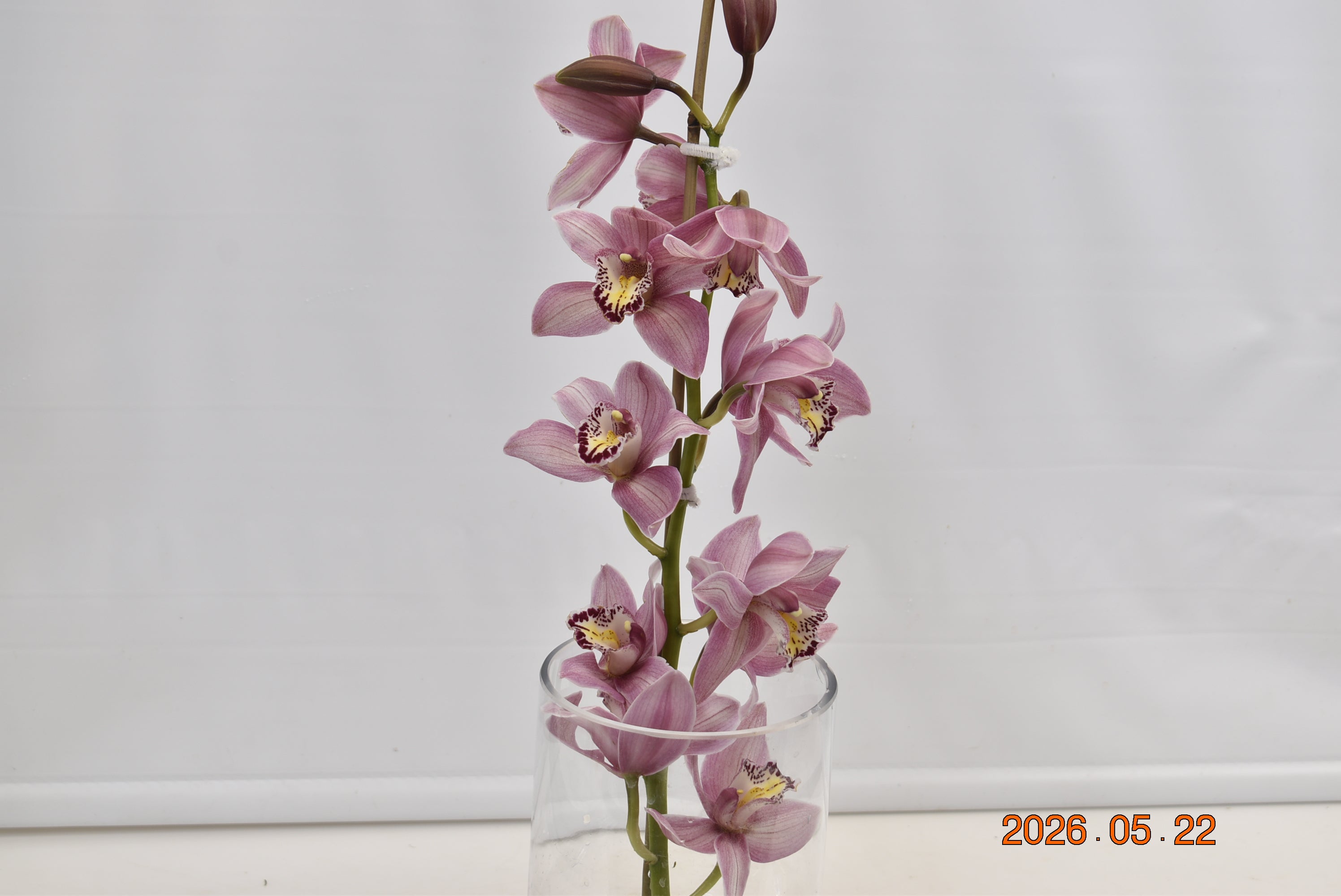 CYMBIDIUM PINK PER BLOOM Large