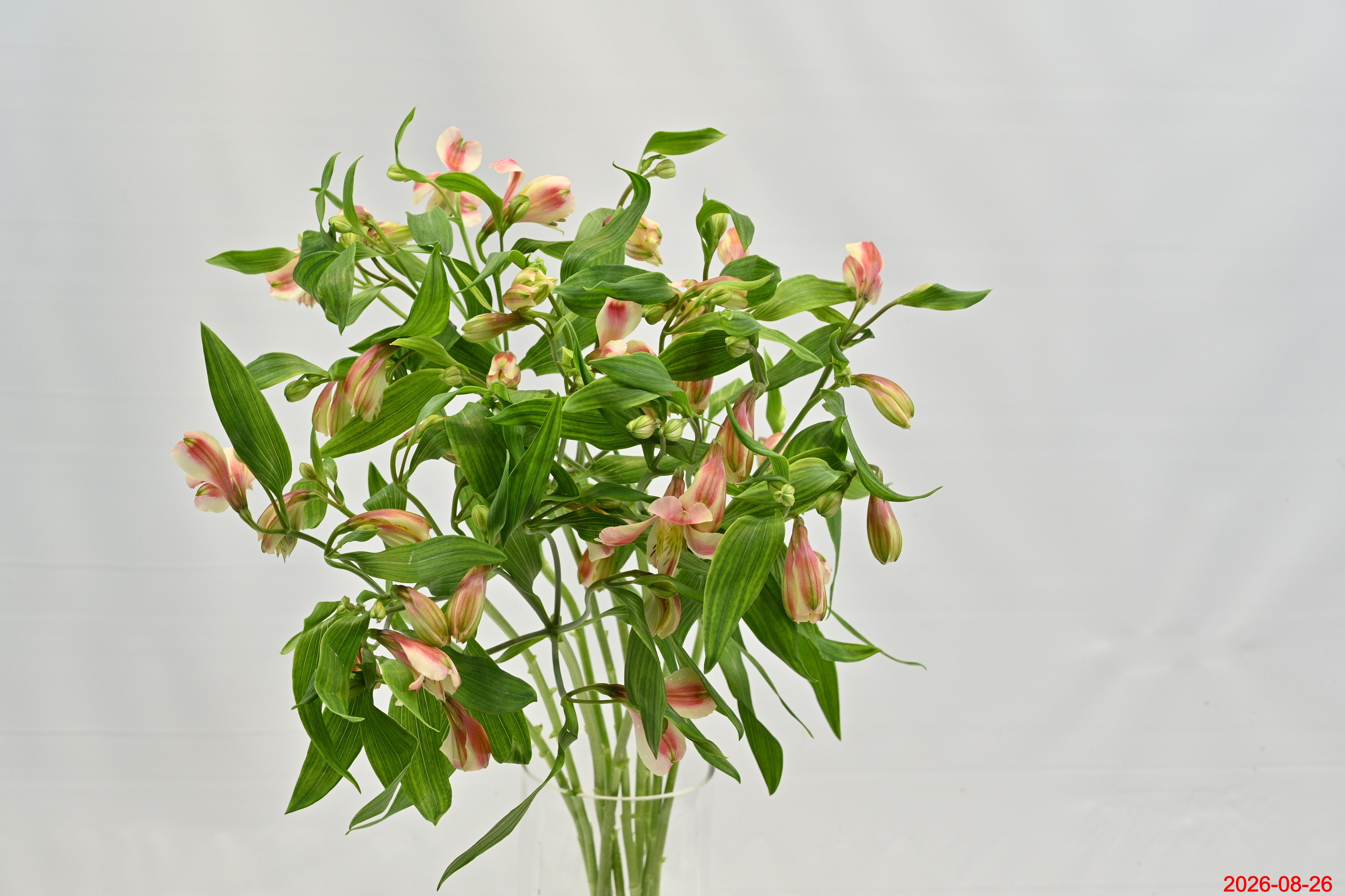 ALSTROEMERIA REBECCA Large