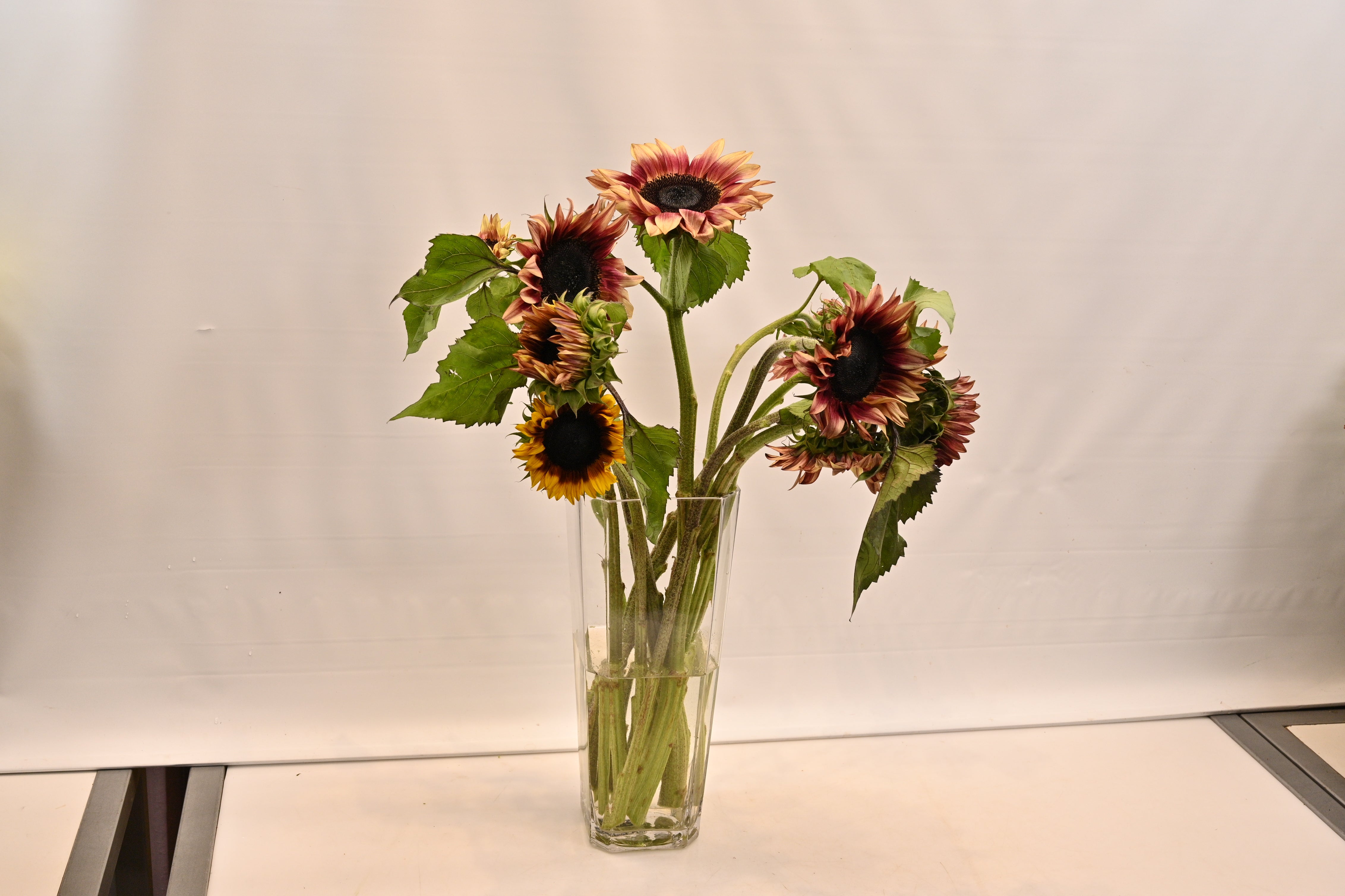 Sunflower Novelty Large