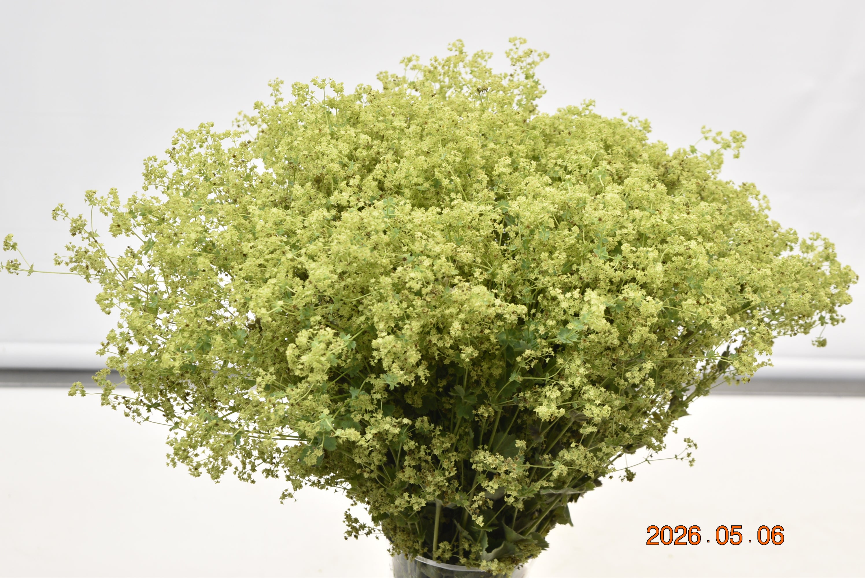 ALCHEMILLA ROBUSTICA Large