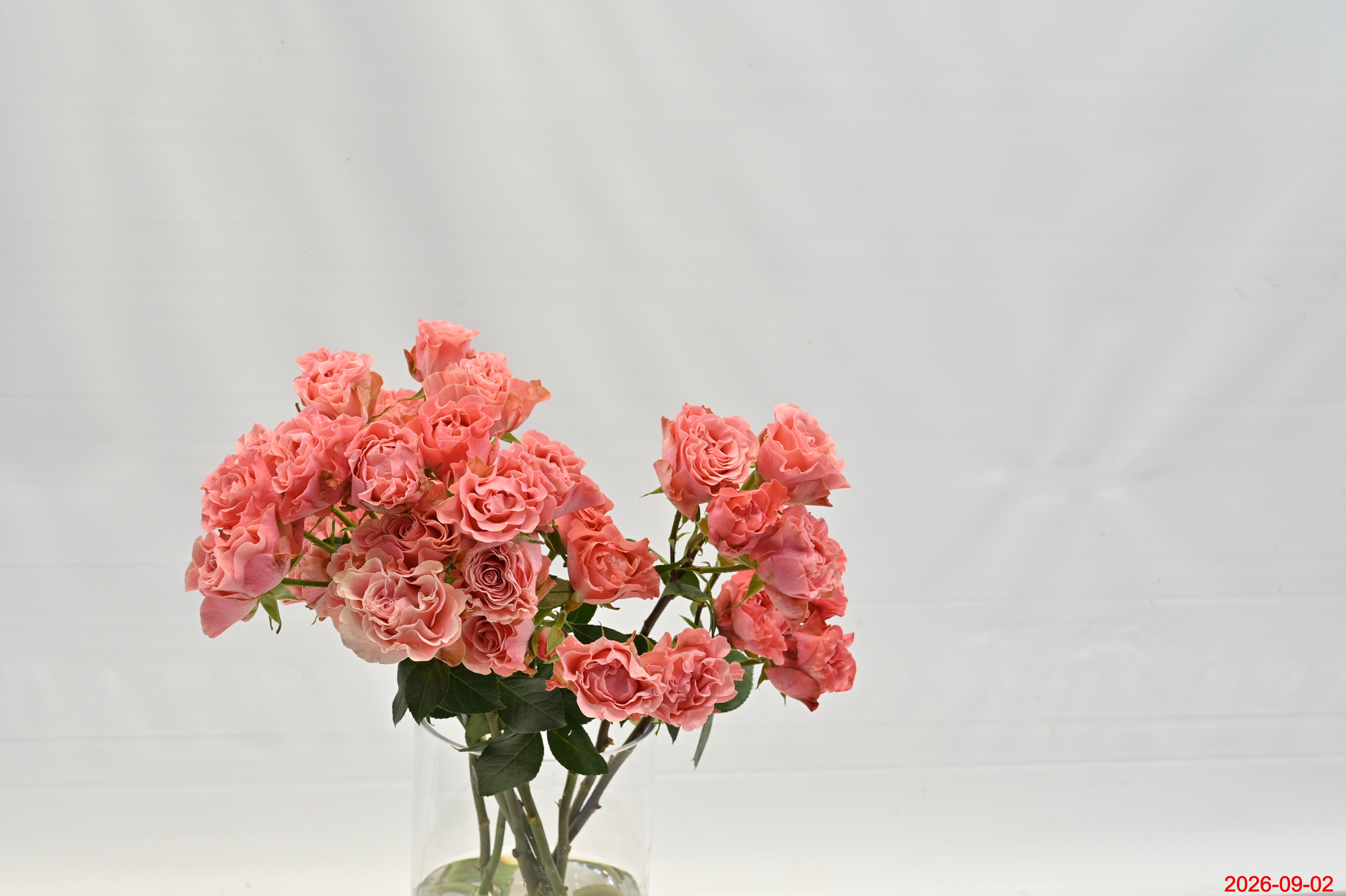 Rose Spray Valentina Large