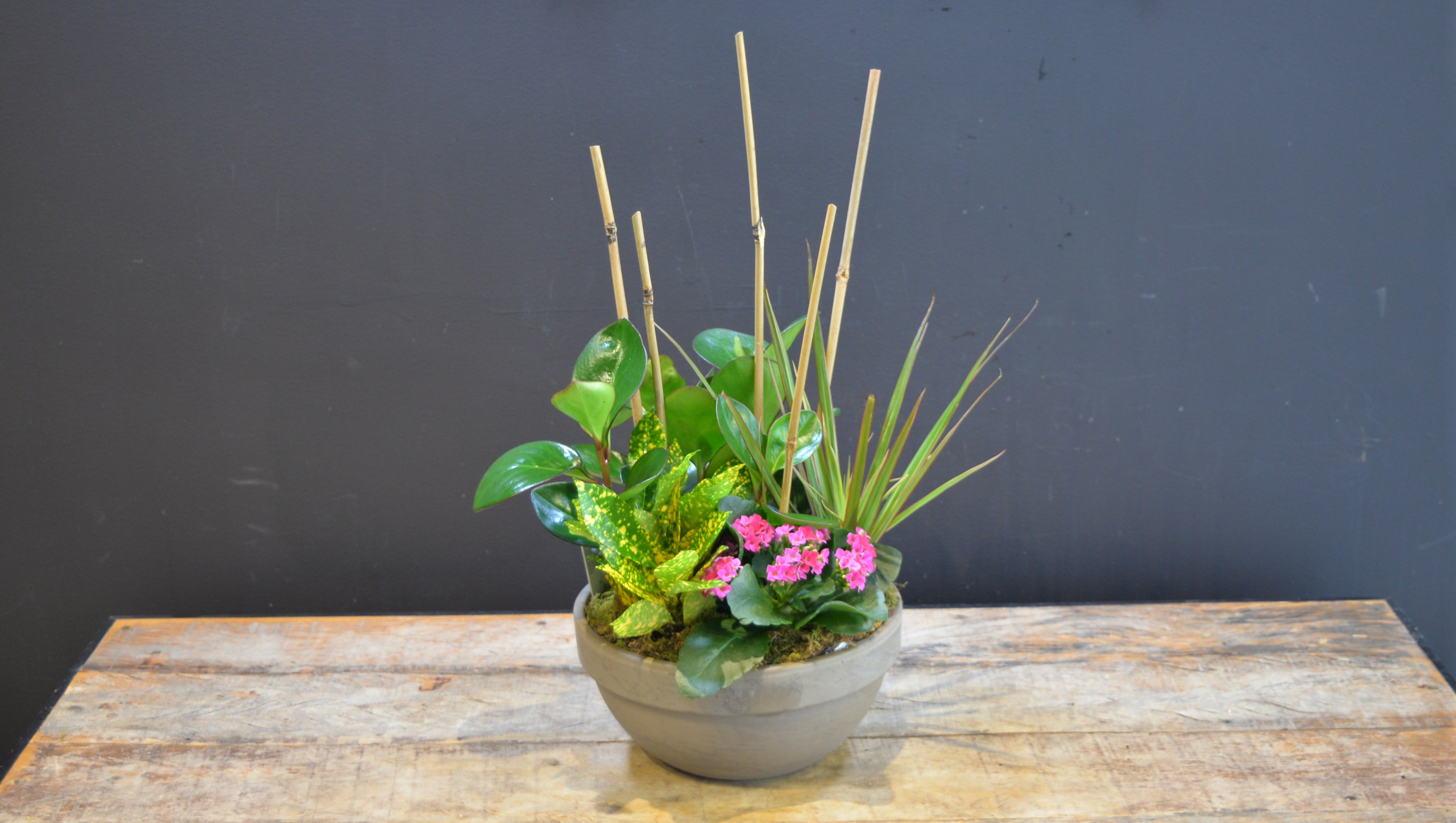 Zen Tropica 