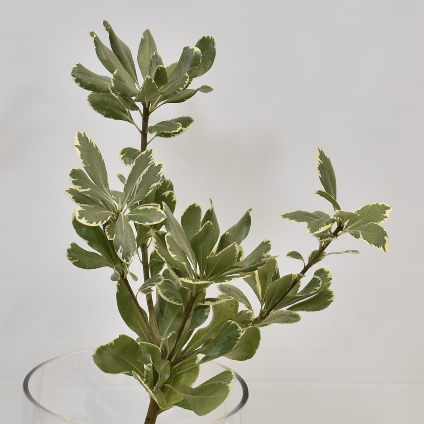 PITTOSPORUM VARIEGATED 