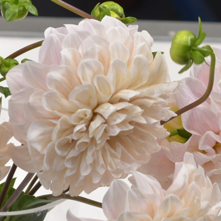 DAHLIA CAFE AU LAIT 