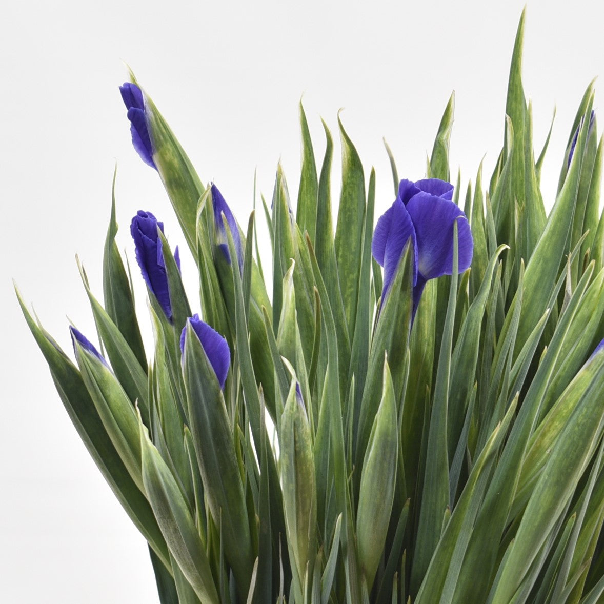 IRIS BLUE 