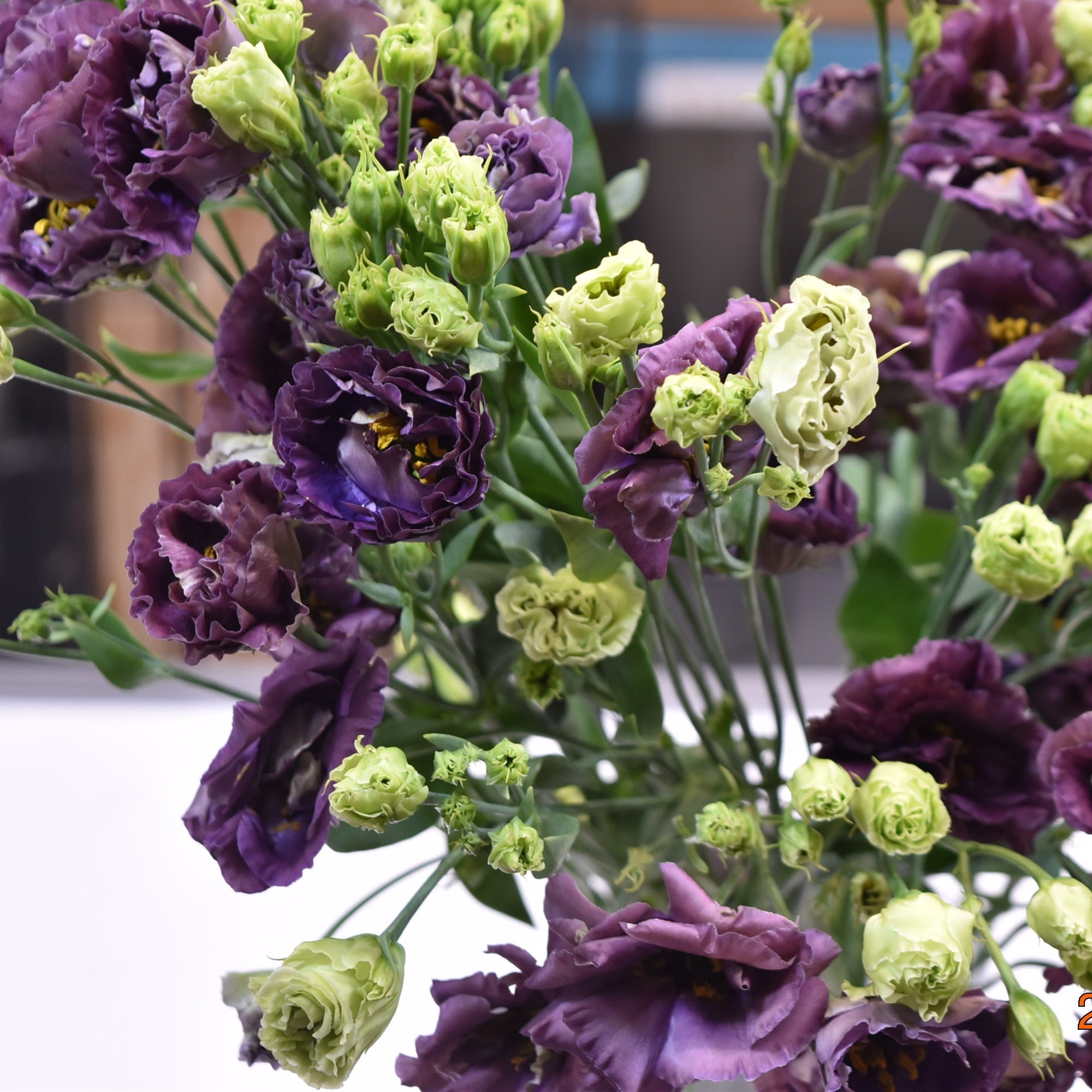 LISIANTHUS DOUBLE ROSANNE BLACK PEARL 