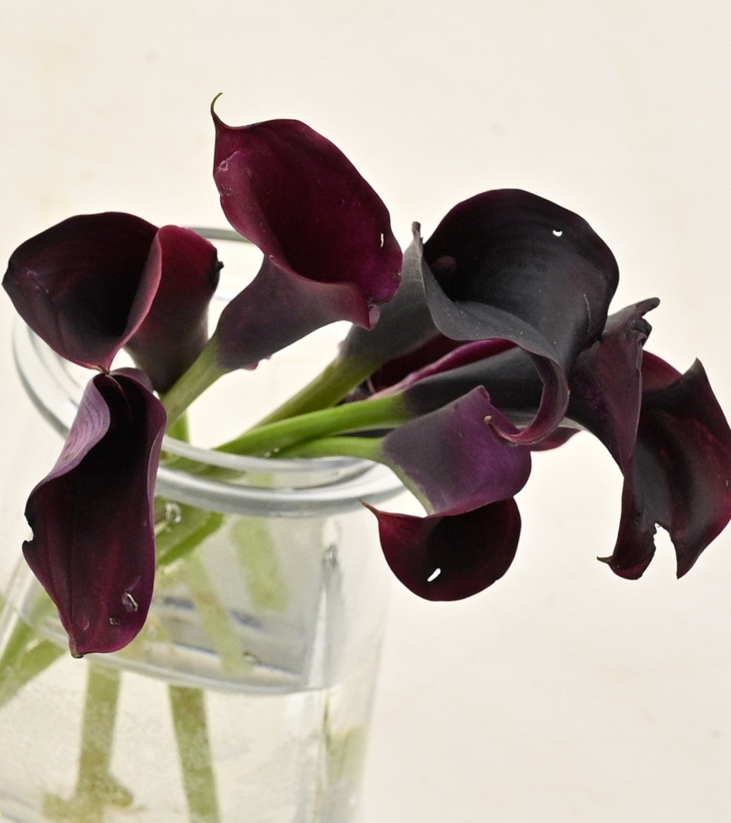 Calla Mini Burgundy 