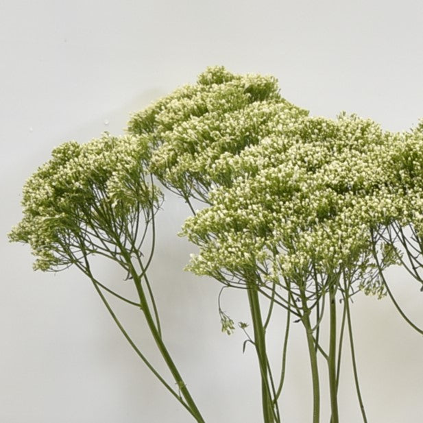 TRACHELIUM WHITE 