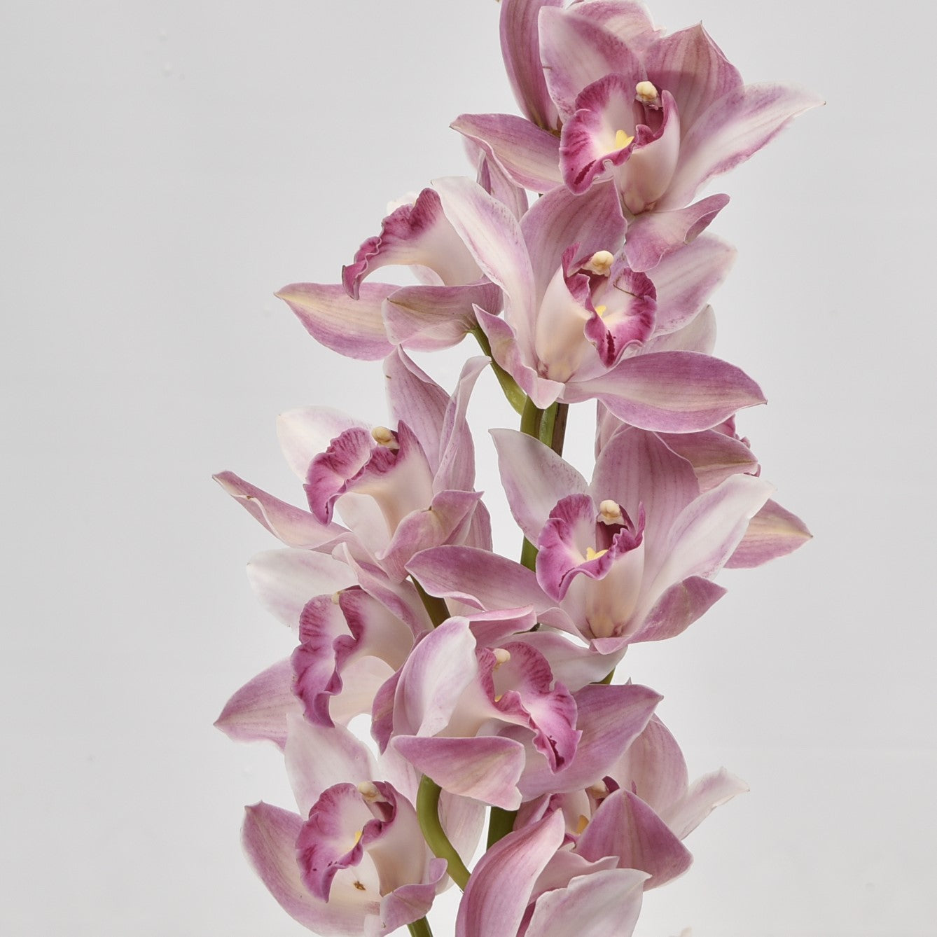 CYMBIDIUM PINK PER BLOOM 