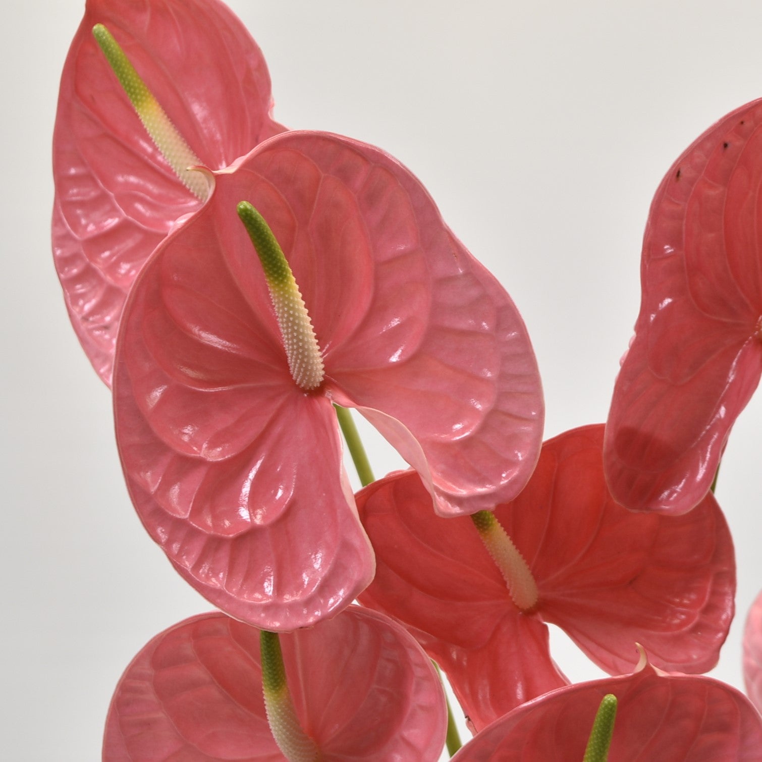 Anthurium Caribo 
