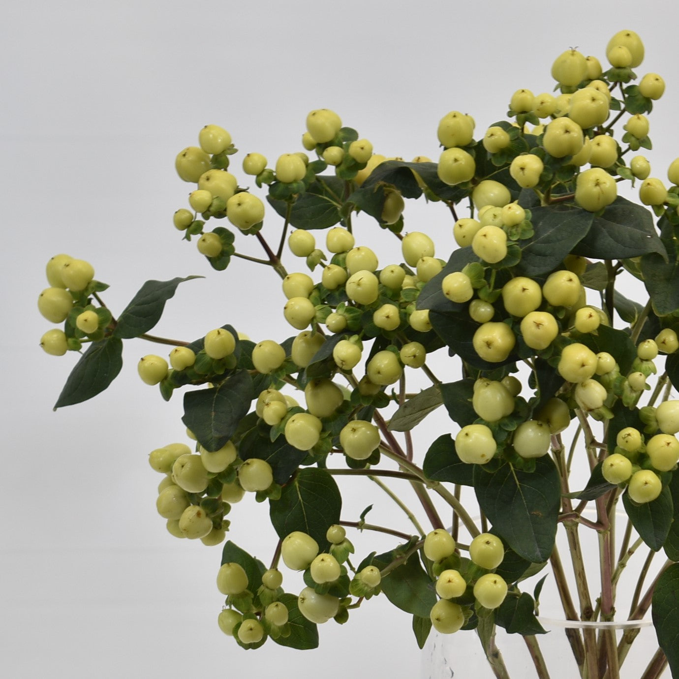 HYPERICUM SMILEY ROMANCE 