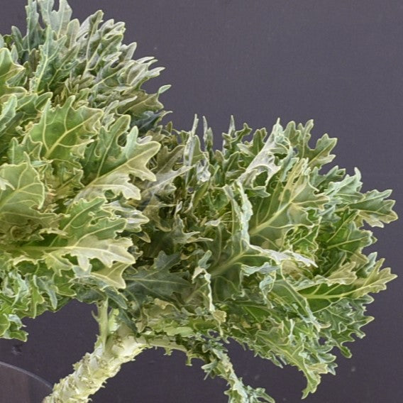 Kale Green Curly 