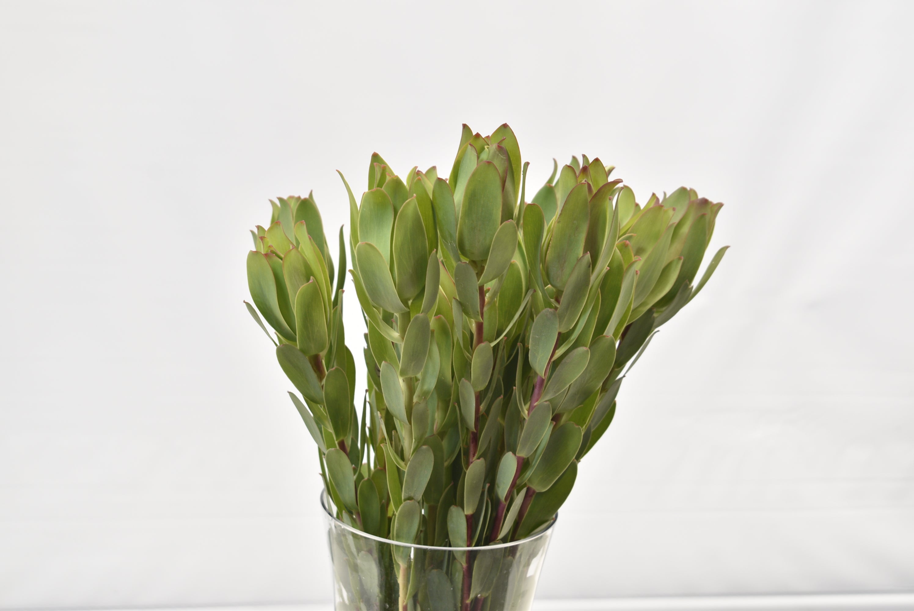 Leucadendron Mountain Rose 
