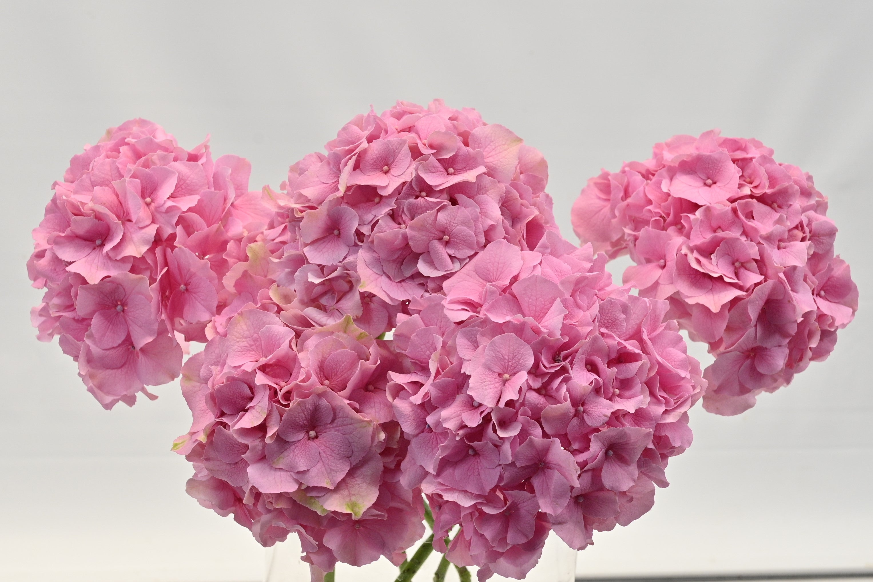 HYDRANGEA PINK 